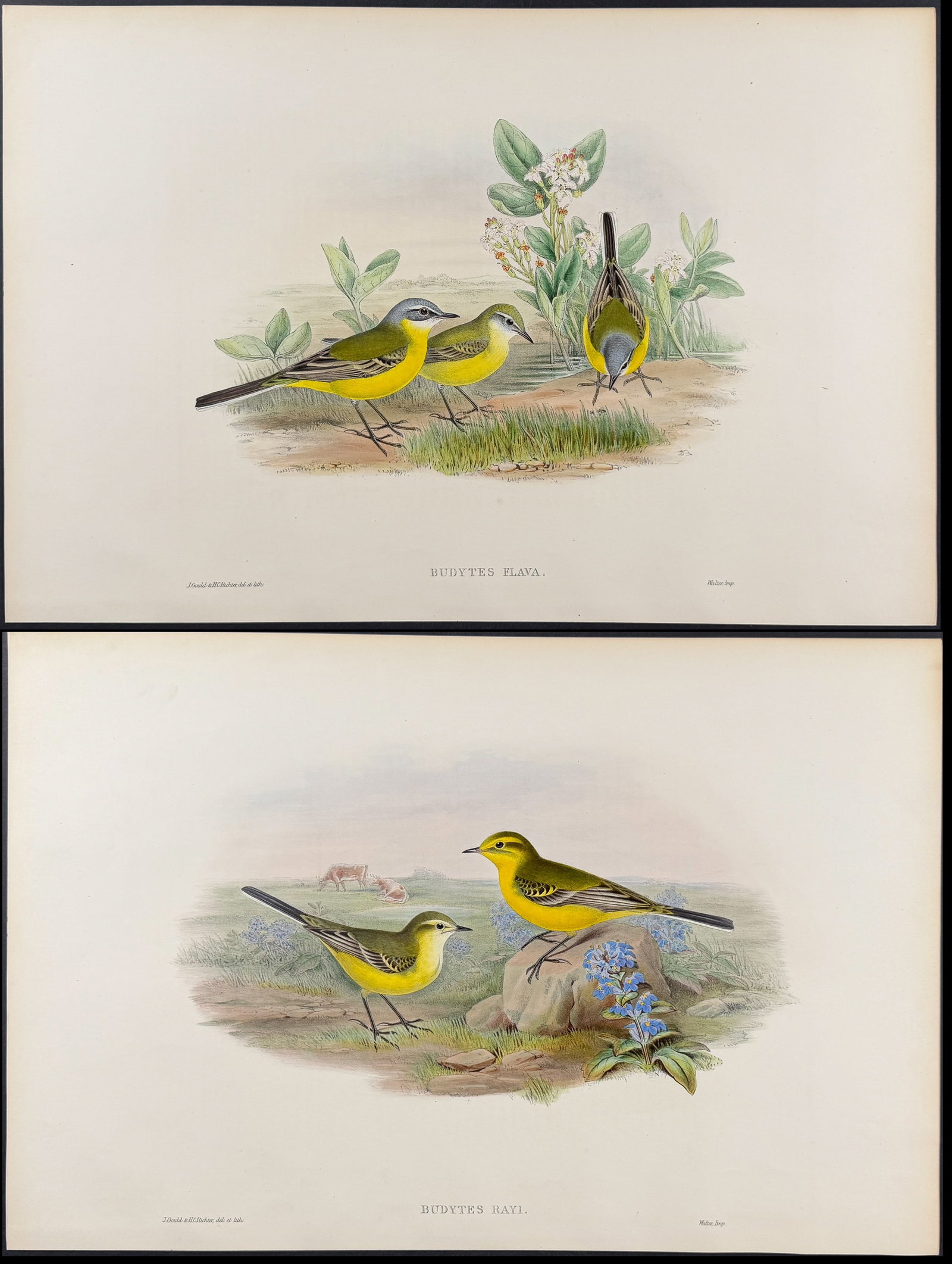 Gould, Great Britain - Pair of Wagtail Lithographs (1 of 3)