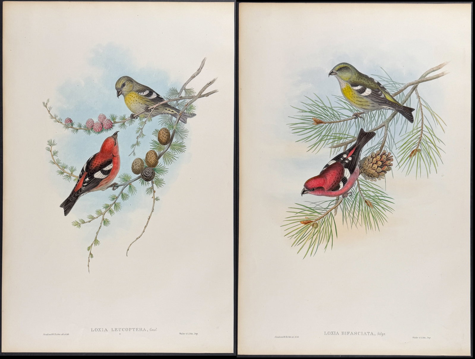 Gould, Great Britain - 4 Crossbill & Grosbeak Lithographs: Included in this lot: White-winged Crossbill Pine-Grosbeak Parrot Crossbill American White-winged Crossbill Description of the work: This remarkable folio lithograph with hand-finished color is from t