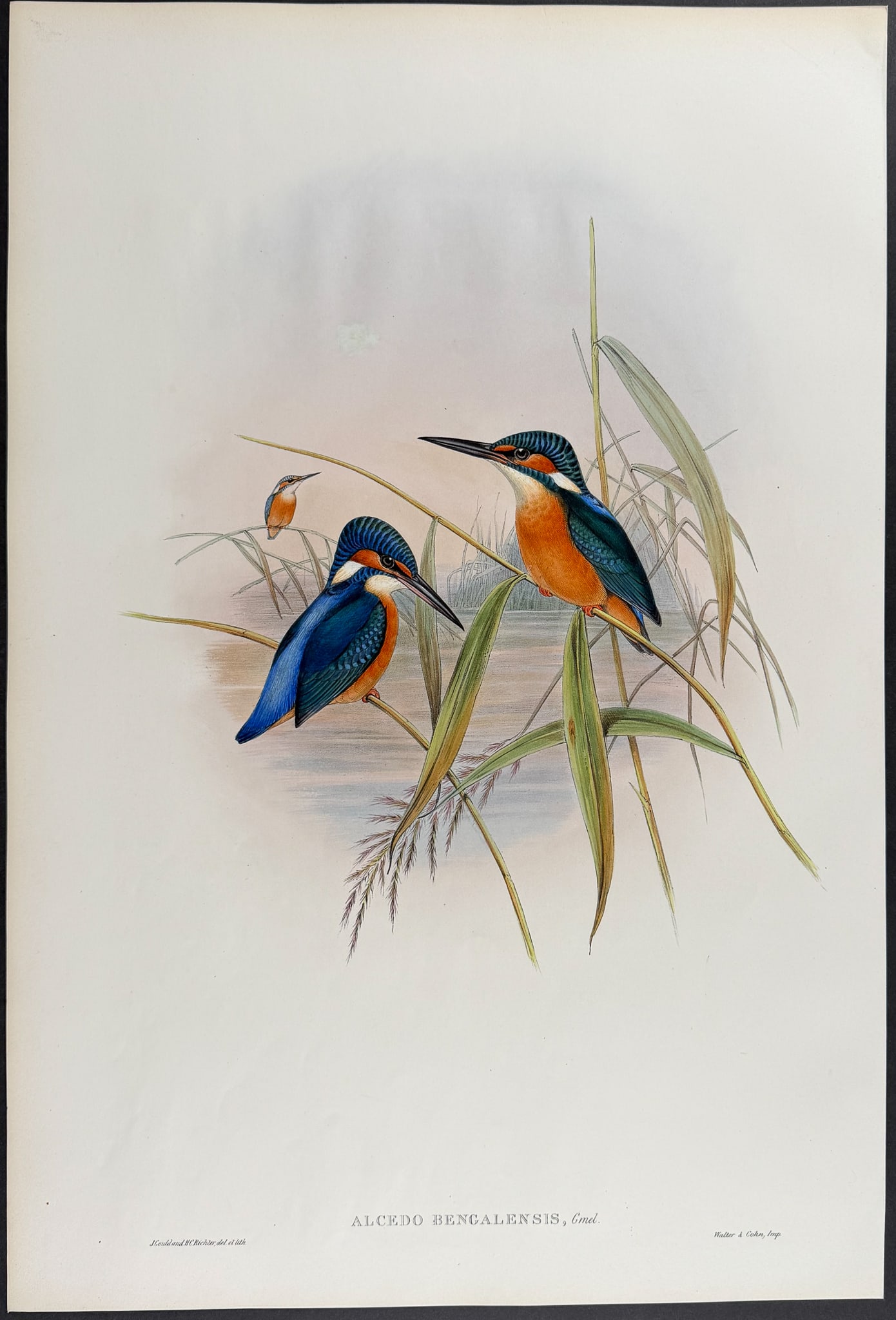 Gould, Asia - Indian Kingfisher [Alcedo Bengalensis]: This remarkable ornithology lithograph with hand-finished color is from the esteemed John Gould?s Birds of Asia published in London between 1850 and 1883. Birds of Asia featured some of the most vibra