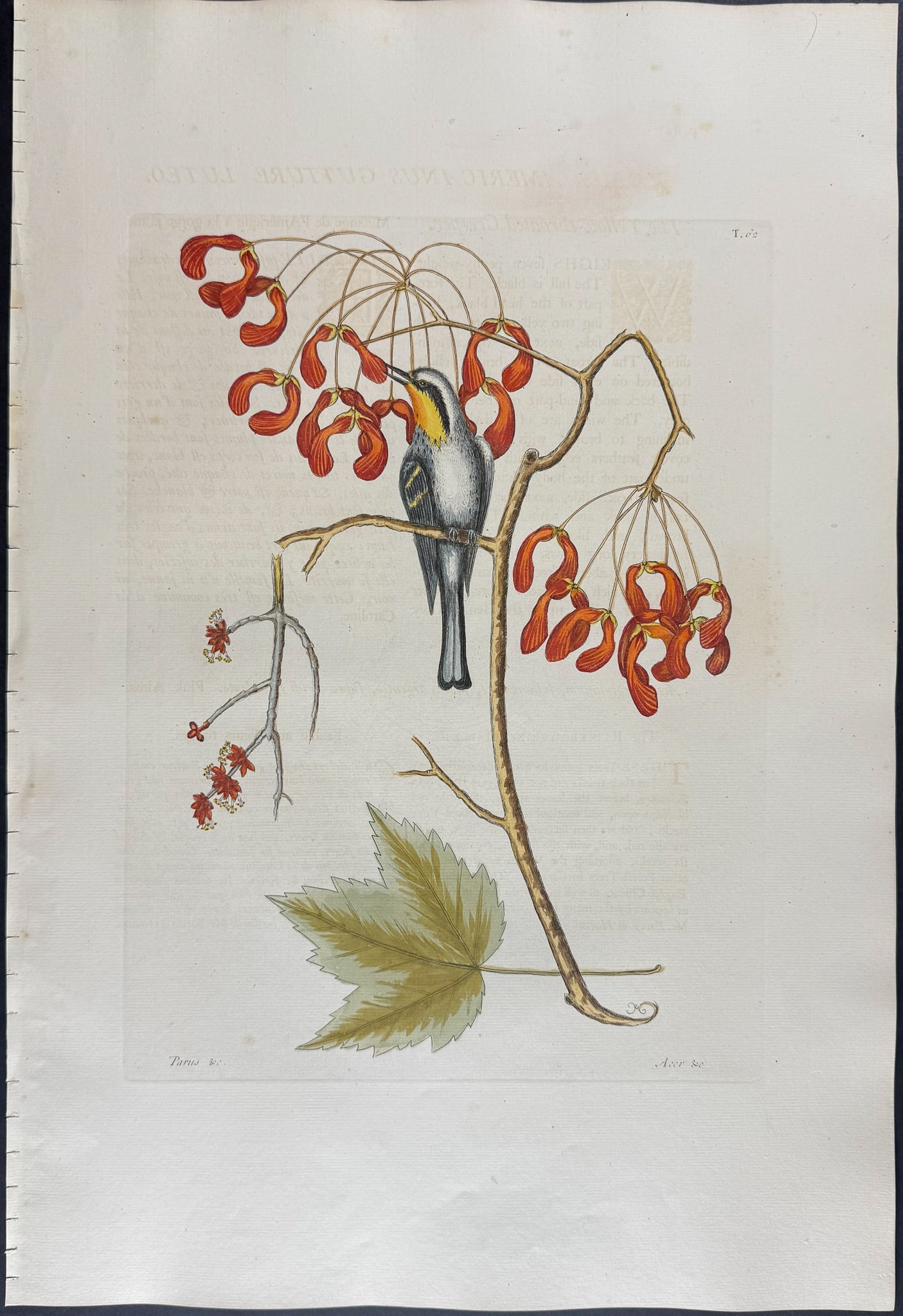 Catesby, Folio - Yellow Throated Creeper with Red Flowering Maple. 1-62 (1 of 1)