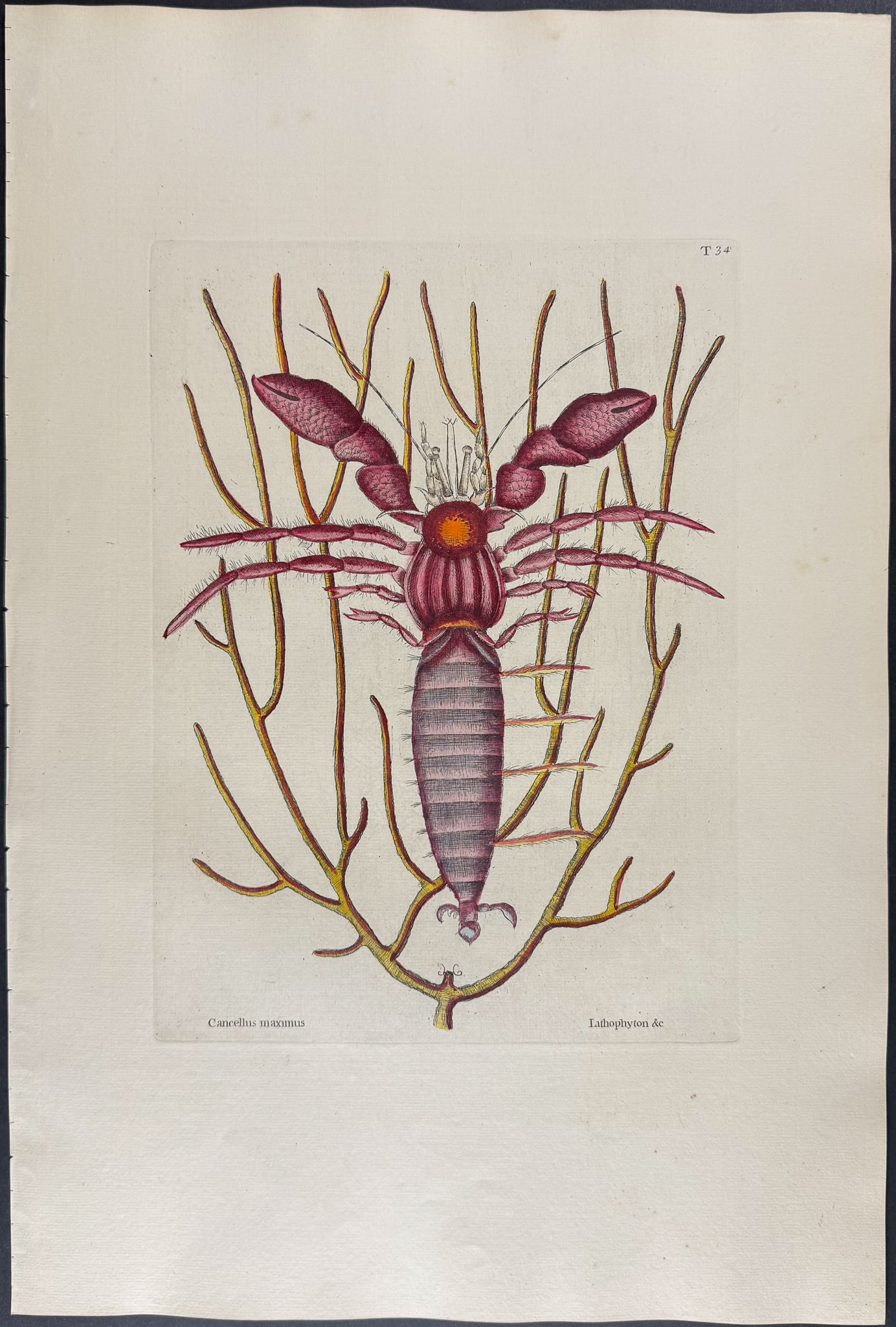 Catesby, Folio - Sea Hermit Crab with Gorgonian. 2-34 (1 of 1)