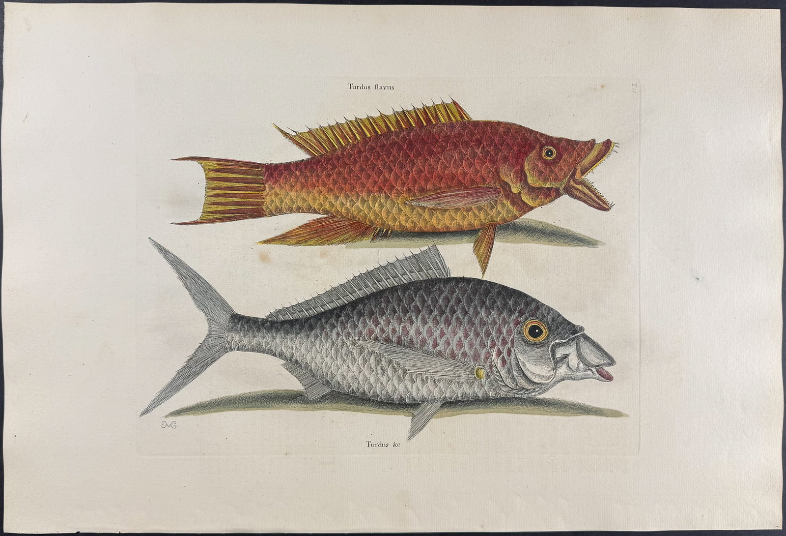 Catesby, Folio - Hog Fish & Shad. 2-11: We are pleased to offer this folio engraving from Mark Catesby?s "The Natural History of Carolina, Florida and the Bahama Islands: Containing the Figures of Birds, Beasts, Fishes, Serpents, Insects, a