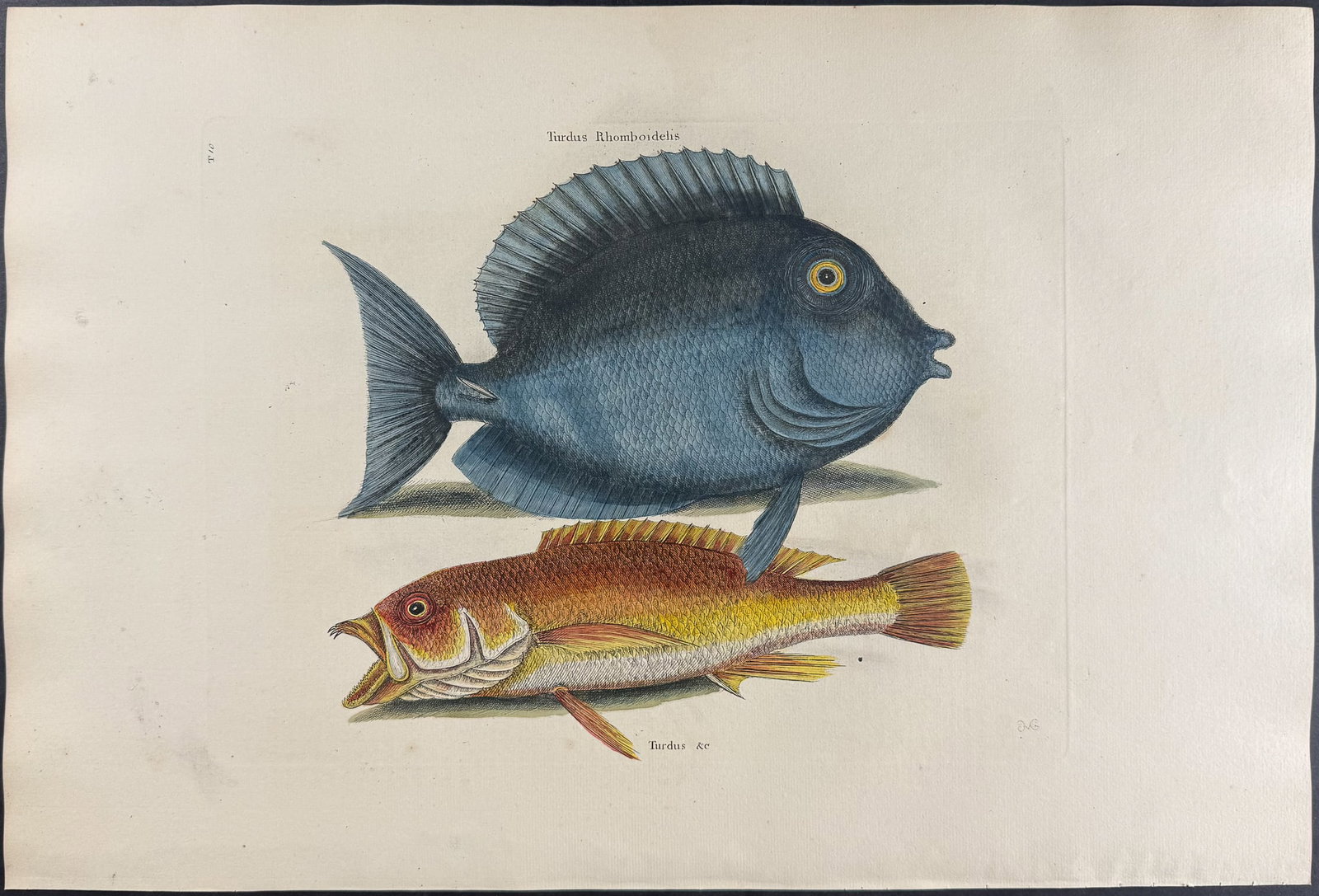 Catesby, Folio - Tang & Yellow Fish. 2-10: We are pleased to offer this folio engraving from Mark Catesby?s "The Natural History of Carolina, Florida and the Bahama Islands: Containing the Figures of Birds, Beasts, Fishes, Serpents, Insects, a