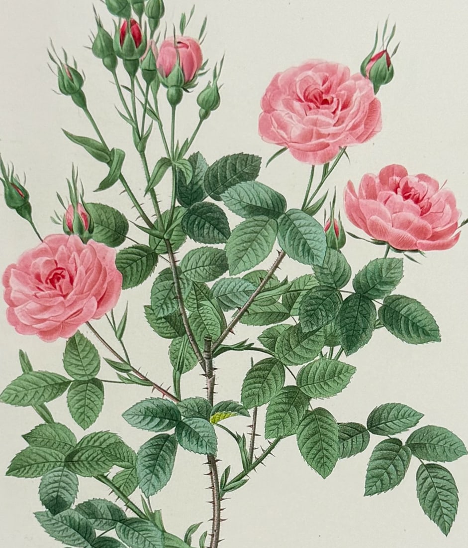 Redoute, Choix - Rose de Meaux: This striking originally hand-colored stipple engraving is from Pierre Joseph Redoute's Le Choix des Plus Belles Fleurs. This is from the second edition of the work with plate numbers added and was pu