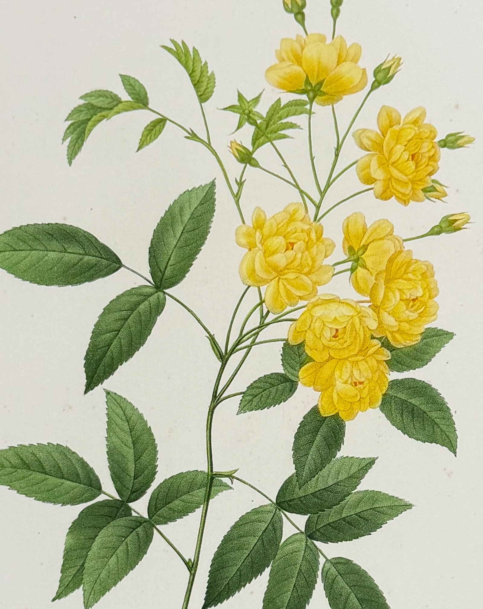 Redoute, Choix - Lady Banks' Rose [Rosa banksiae]: This striking originally hand-colored stipple engraving is from Pierre Joseph Redoute's Le Choix des Plus Belles Fleurs. This is from the second edition of the work with plate numbers added and was pu