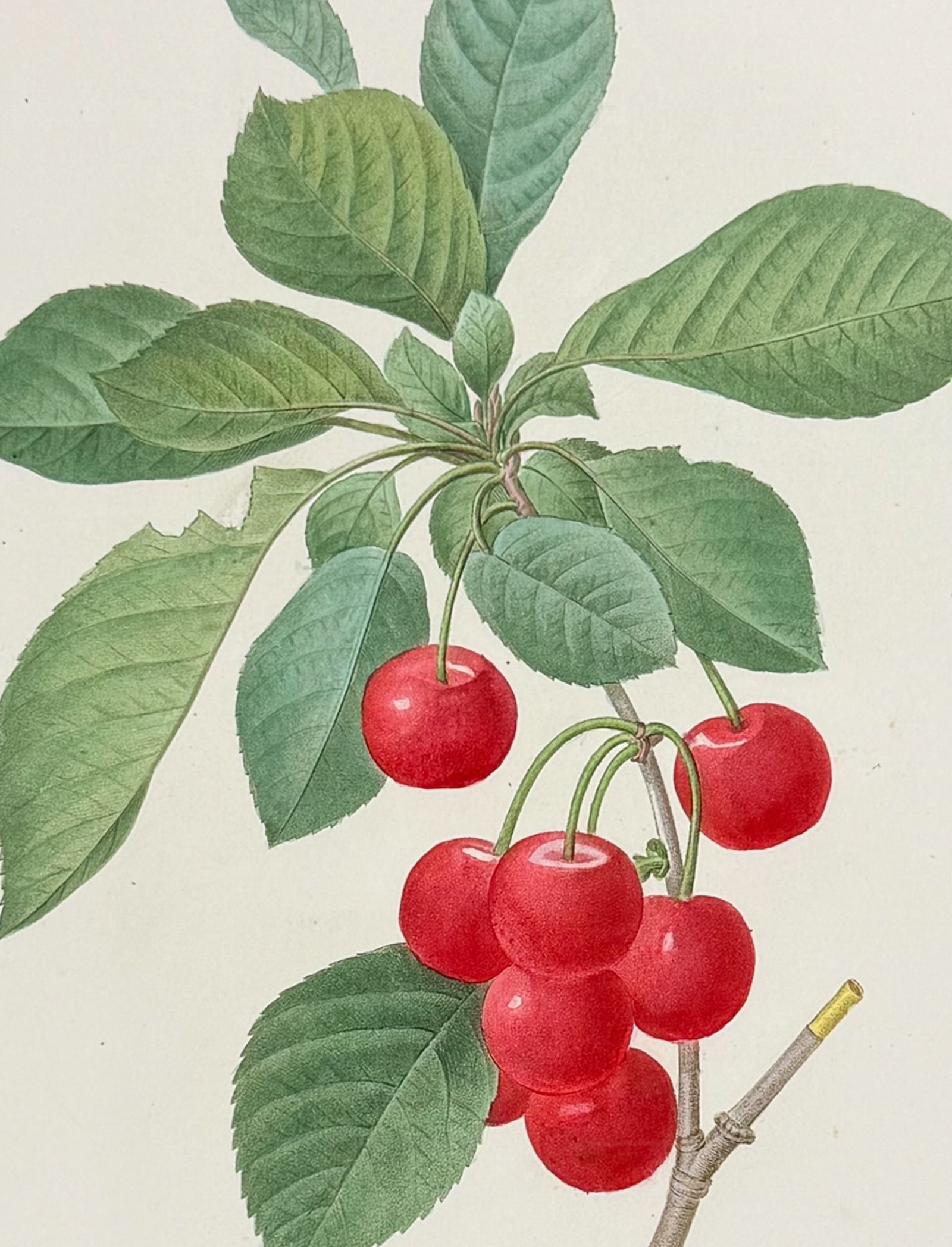 Redoute, Choix - Royal Cherries [Cerasus domestic]: This striking originally hand-colored stipple engraving is from Pierre Joseph Redoute's Le Choix des Plus Belles Fleurs. This is from the second edition of the work with plate numbers added and was pu