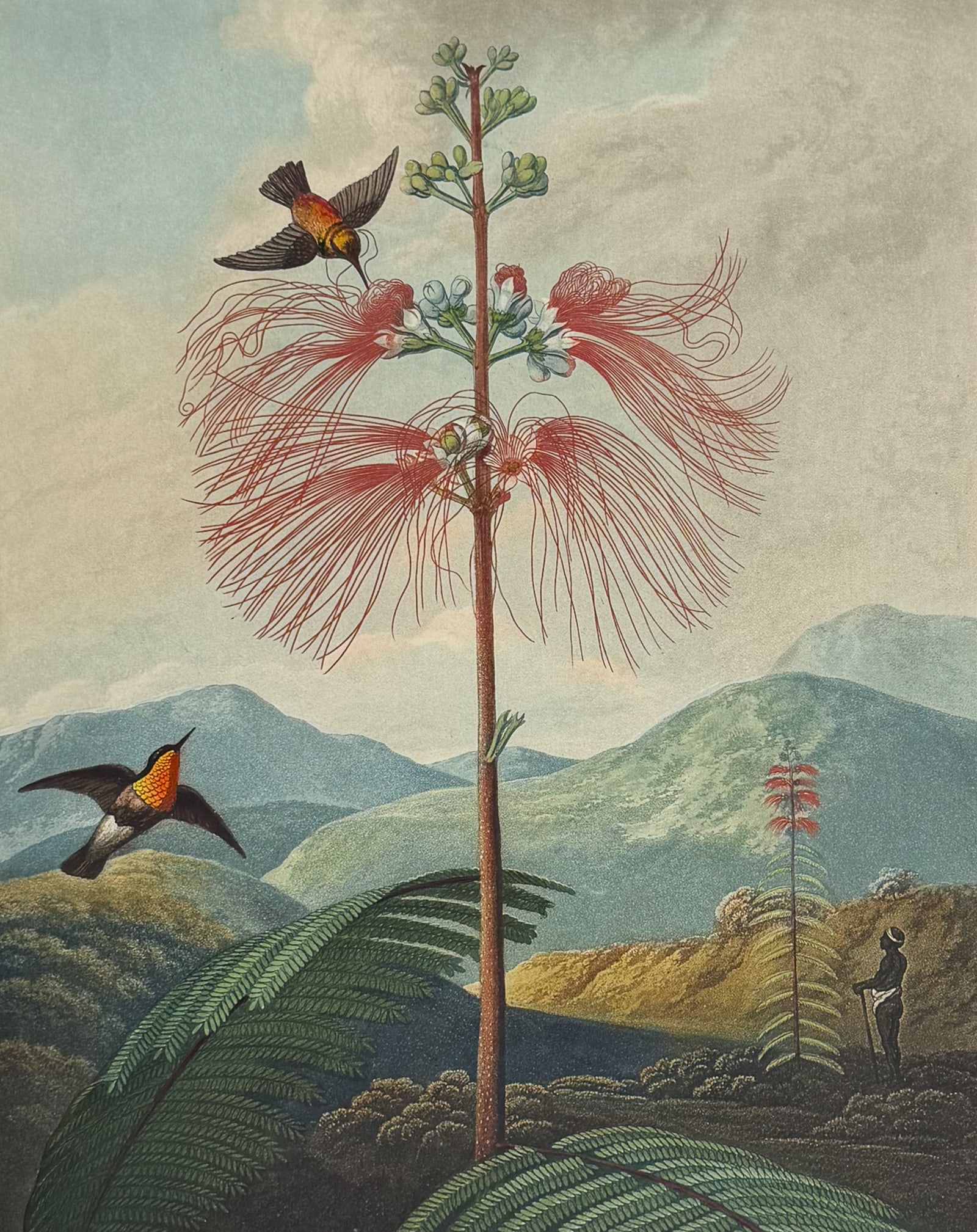 Thornton, Folio - Large Flower Sensitive Plant (1 of 3)