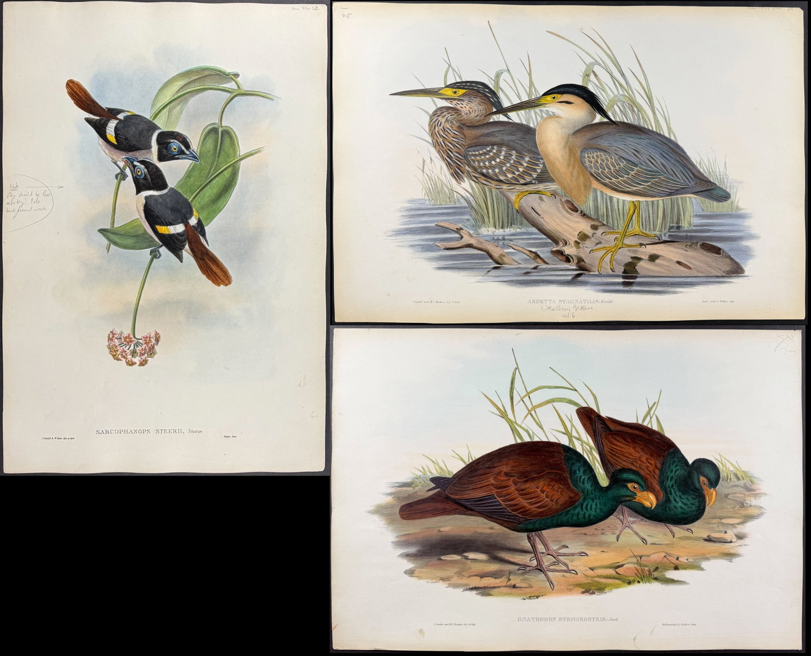 Gould, Australia & Asia - 4 Bird Lithographs of Broadbill, Grosbeak, Bittern, & Pigeon: Included in this lot from Birds of Asia: Wattled Broadbill [Sarcophanops Steerii] Collared Grosbeak [Hesperiphona Affinis] Description of the work: This remarkable ornithology lithograph with hand-fin