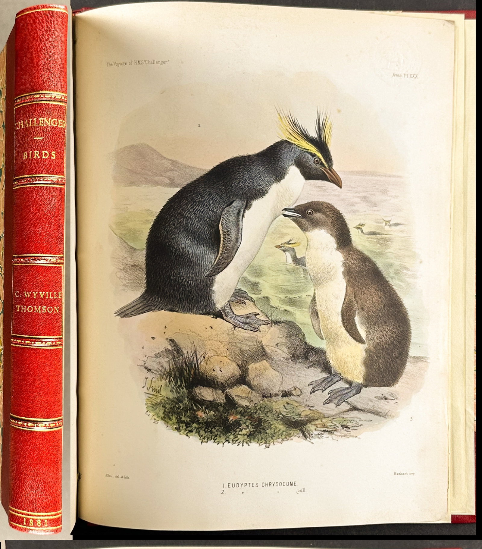 Thomson's The Voyage of the HMS Challenger - Volume with 30 Originally Hand-Colored Lithographs: This is volume two on zoology with 30 originally hand-colored lithographs of Sir C. Wyville Thomson's Report on the Scientific Results of the Voyage of H.M.S. Challenger during the years 1873-76. The 