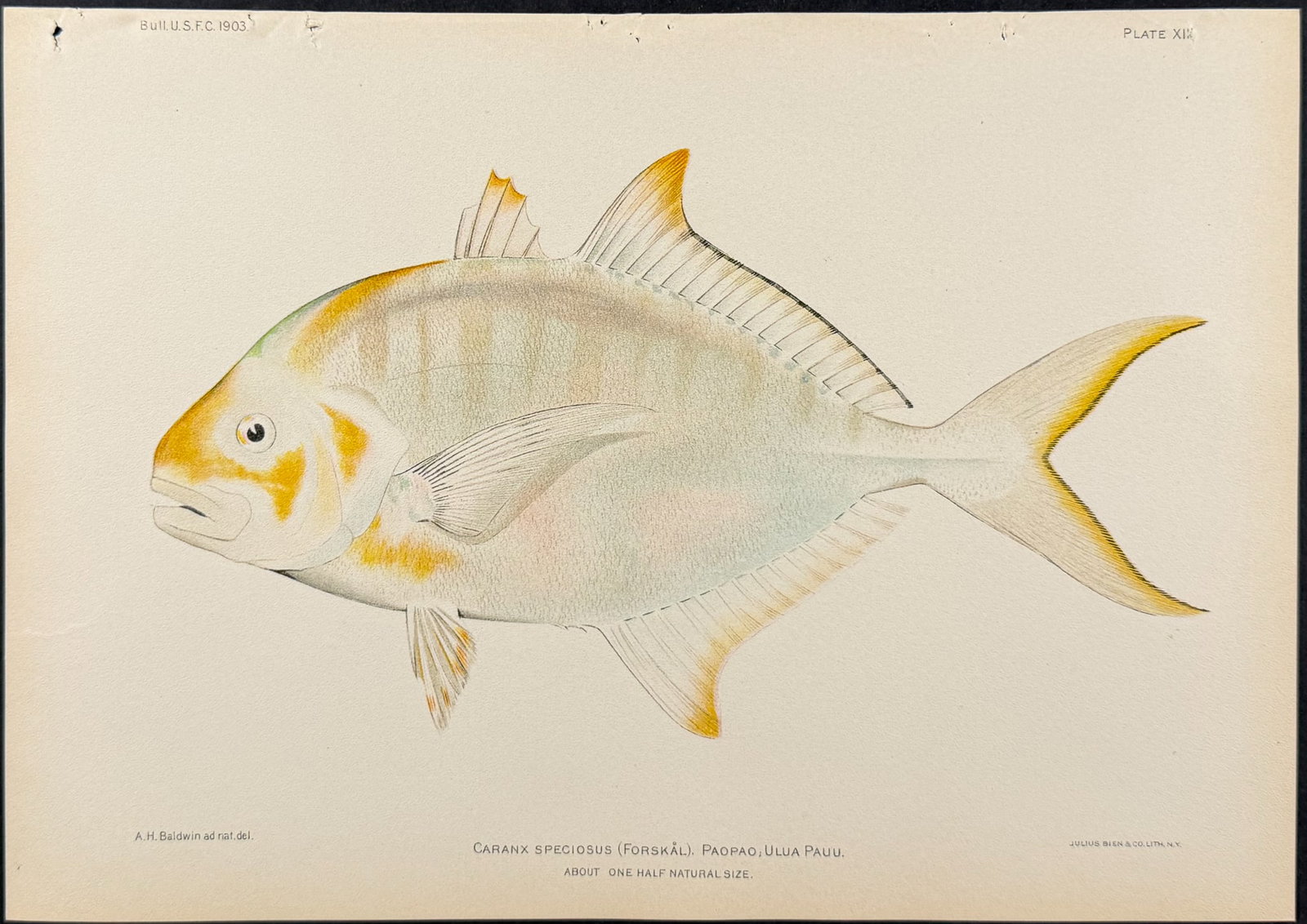 Bien, Hawaii - Ku-Pou-Pou or Cigar Wrasse [Cheilio Inermis]: This colorful fish chromolithograph is from Julius Bien, David Starr Jordan & Barton Warren Evermann's The Aquatic Resources of the Hawaiian Islands (also issued as Bulletin of the United States Fish