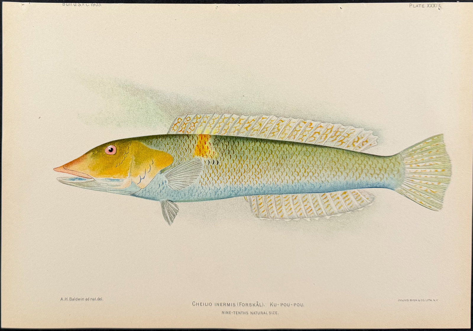 Bien, Hawaii - Lae-Nihi or Baldwin's Razorfish [Hemipteronotus Baldwini]: This colorful fish chromolithograph is from Julius Bien, David Starr Jordan & Barton Warren Evermann's The Aquatic Resources of the Hawaiian Islands (also issued as Bulletin of the United States Fish