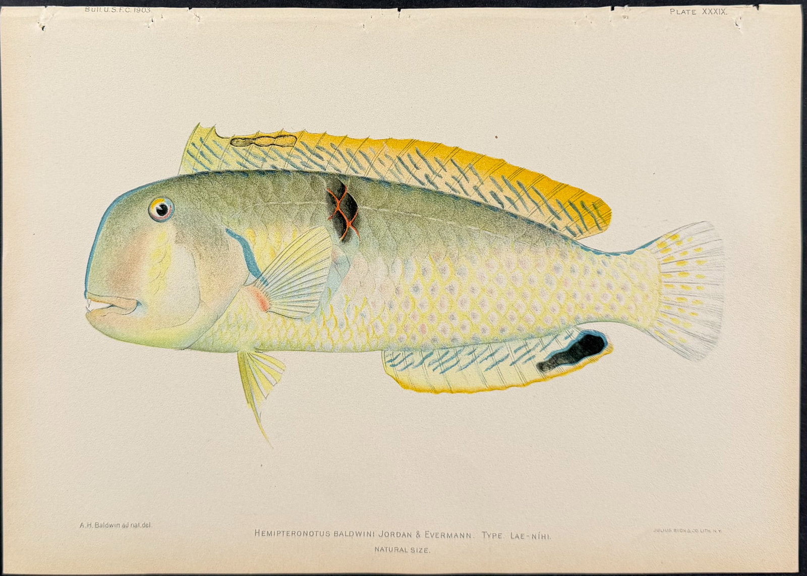 Bien, Hawaii - Wood's Wrasse [Novaculichthys Woodi]: This colorful fish chromolithograph is from Julius Bien, David Starr Jordan & Barton Warren Evermann's The Aquatic Resources of the Hawaiian Islands (also issued as Bulletin of the United States Fish