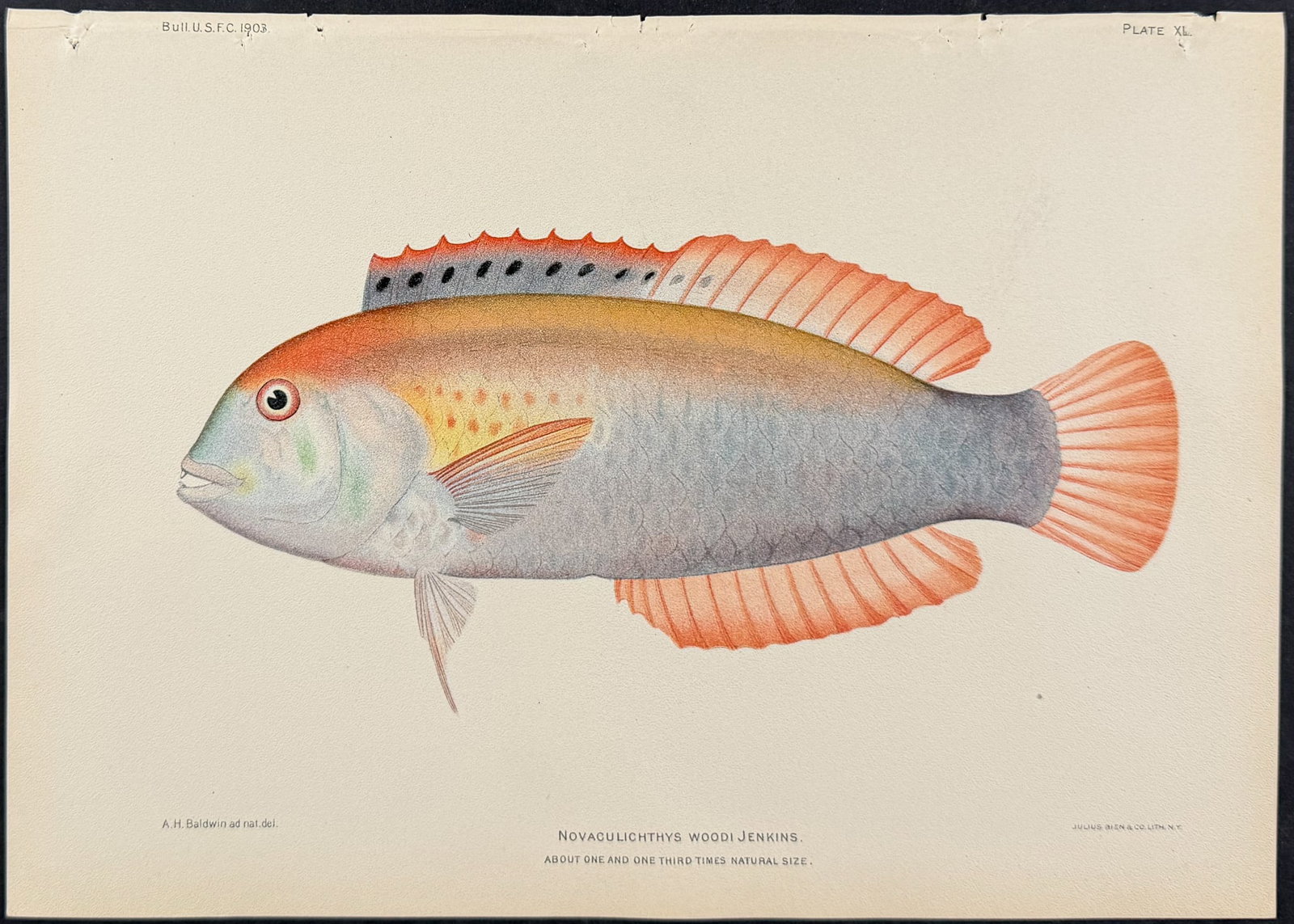 Bien, Hawaii - Wood's Wrasse [Novaculichthys Woodi] (1 of 1)