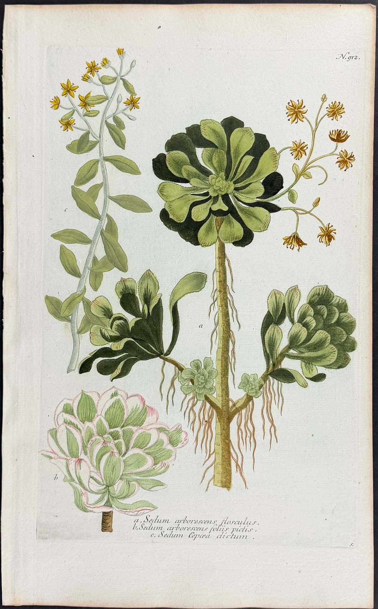 Weinmann - 11 Botanical Engravings - 10