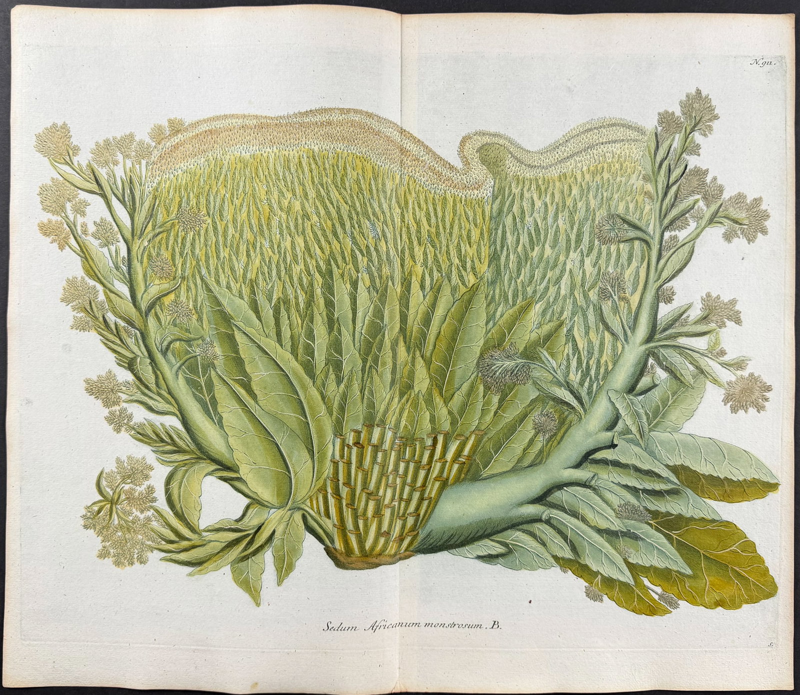 Weinmann - 11 Botanical Engravings - 11