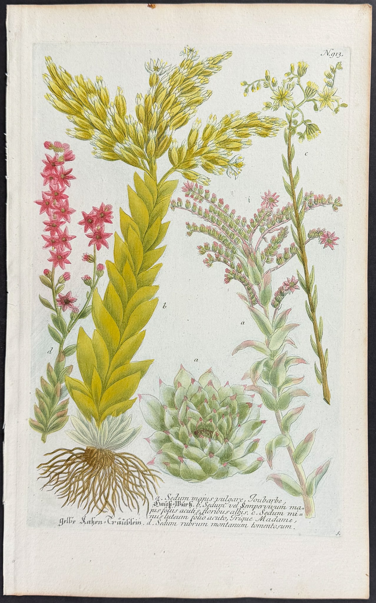 Weinmann - 11 Botanical Engravings - 12