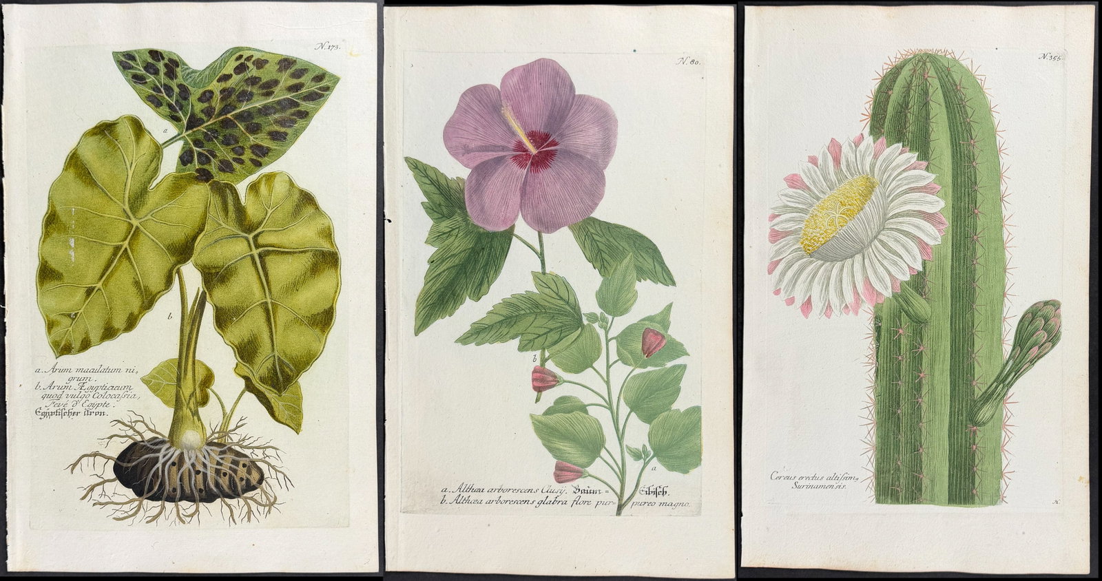 Weinmann - 11 Botanical Engravings: This beautiful botanical mezzotint is from Johann Weinmann's "Duidelyke Vertoning, Eeniger Duizend in alle vier waerelds deelen wassende Bomen, Stammen, Kruiden, Bloemen, Vrugten, en Uitwassen,