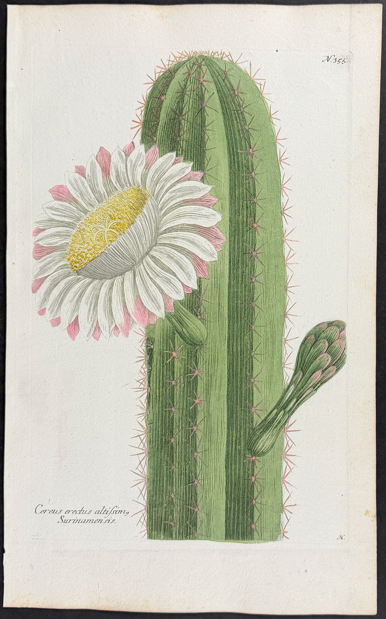 Weinmann - 11 Botanical Engravings - 2