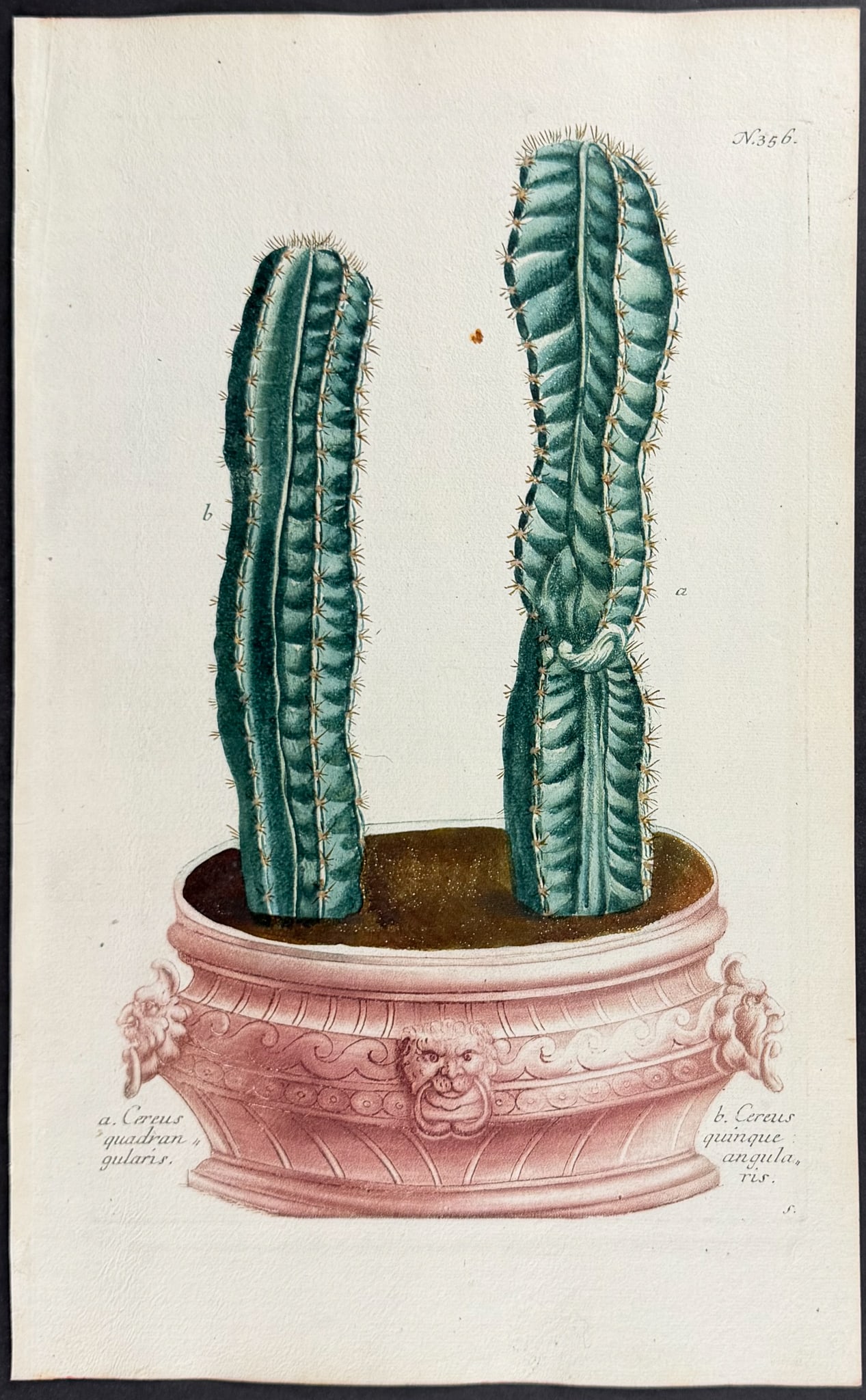 Weinmann - 11 Botanical Engravings - 3