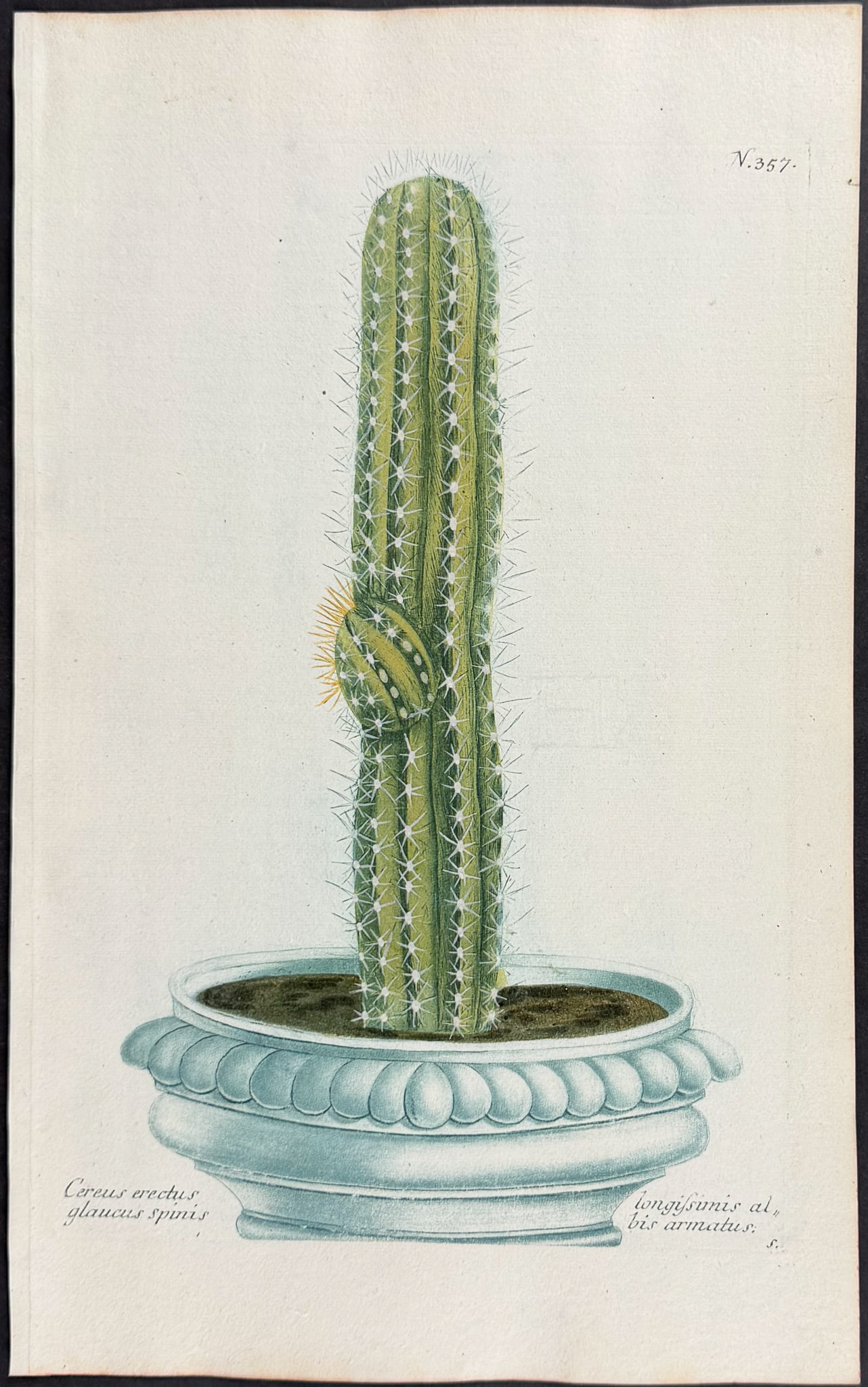 Weinmann - 11 Botanical Engravings - 4