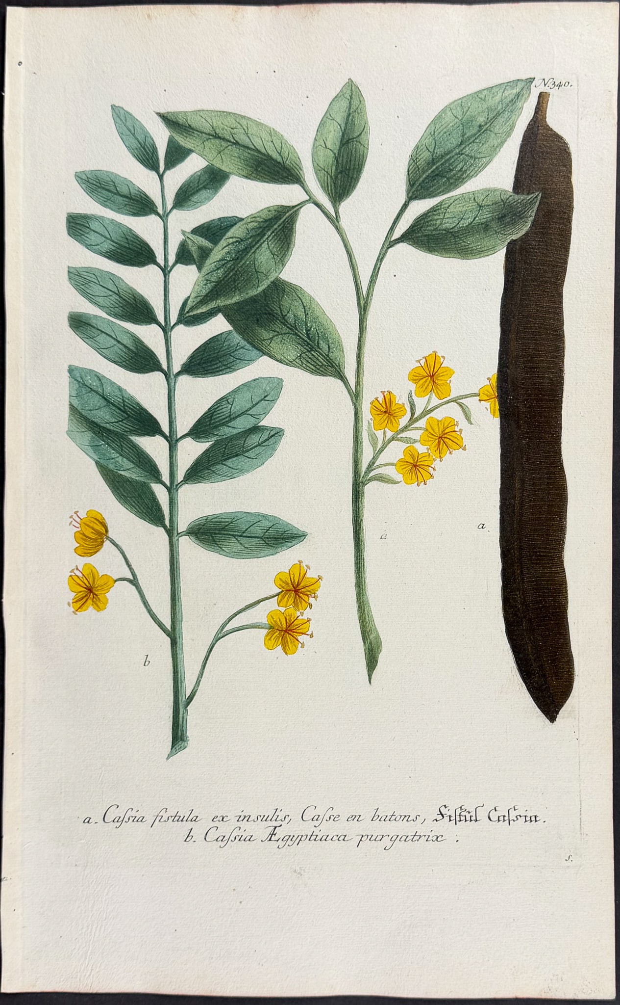 Weinmann - 11 Botanical Engravings - 5