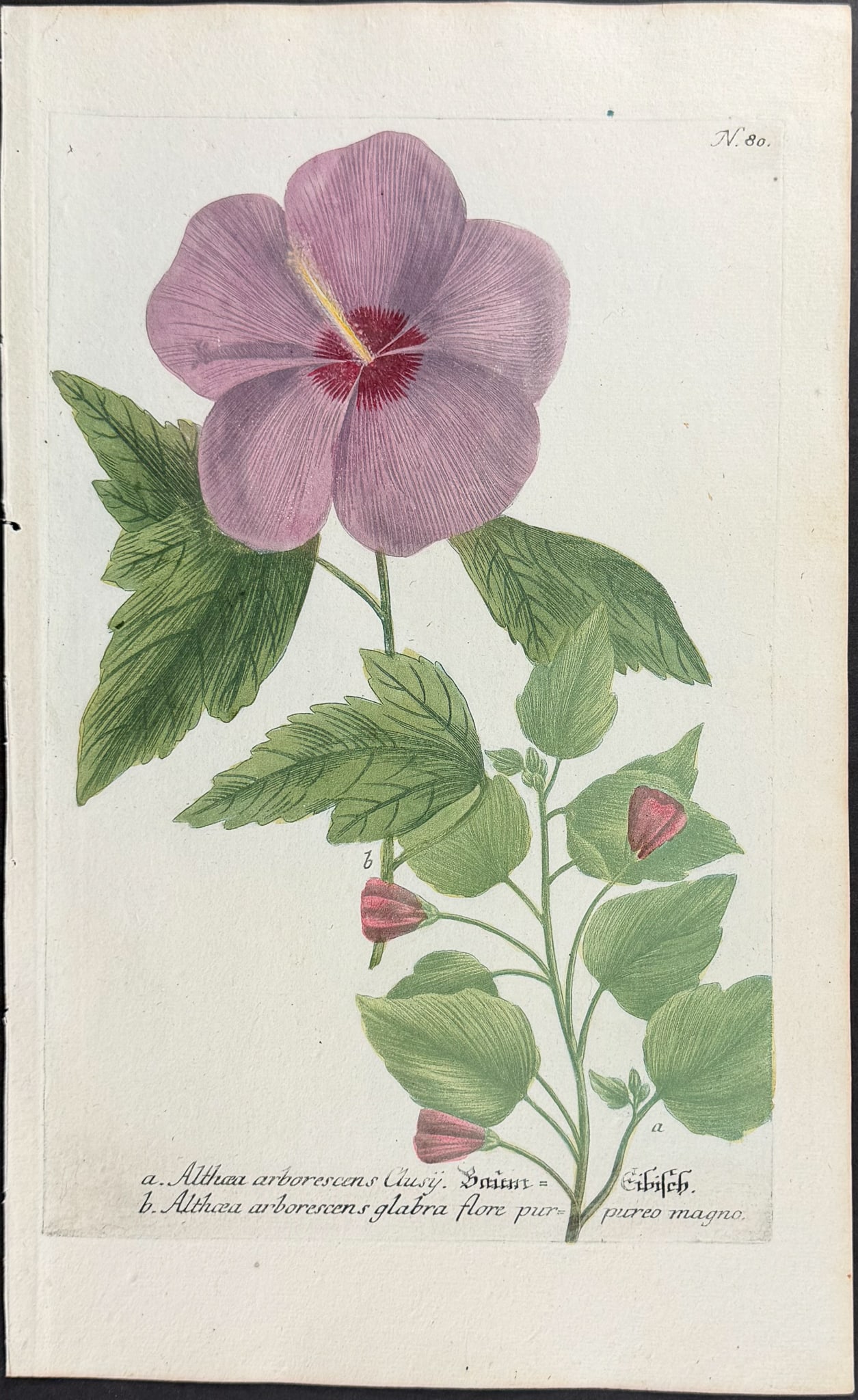 Weinmann - 11 Botanical Engravings - 6