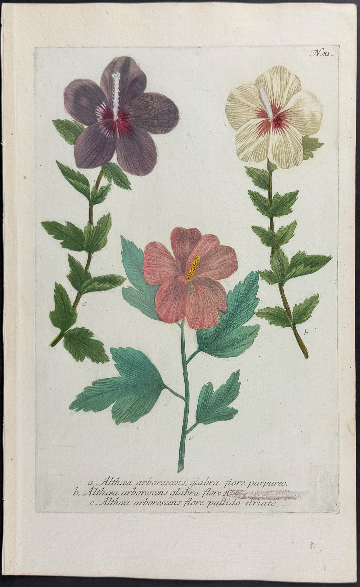 Weinmann - 11 Botanical Engravings - 7