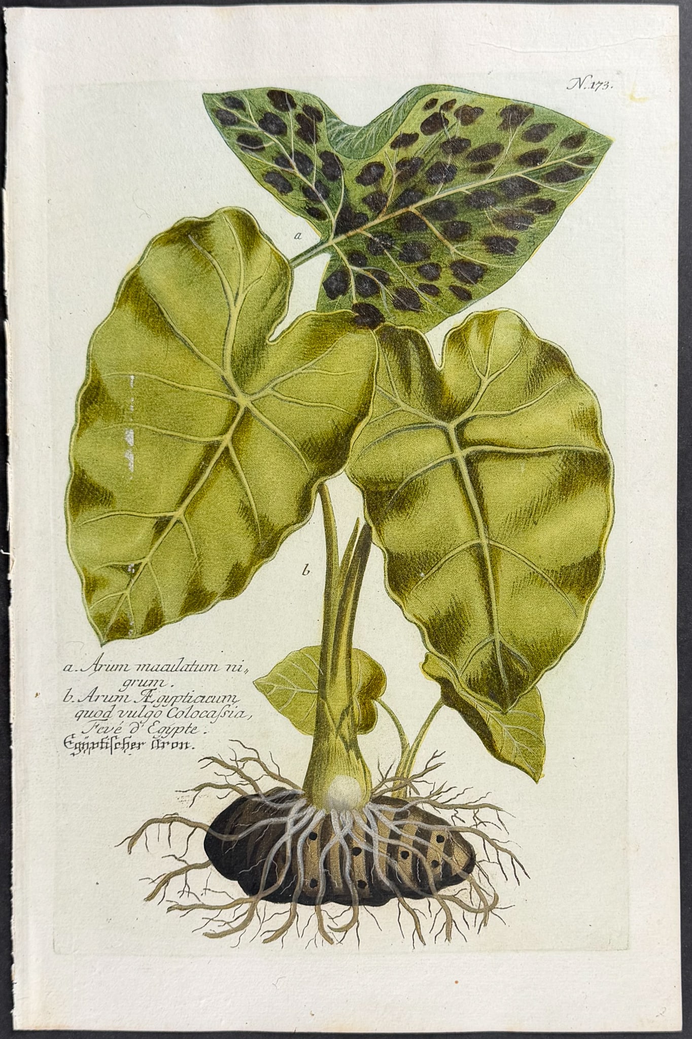 Weinmann - 11 Botanical Engravings - 8