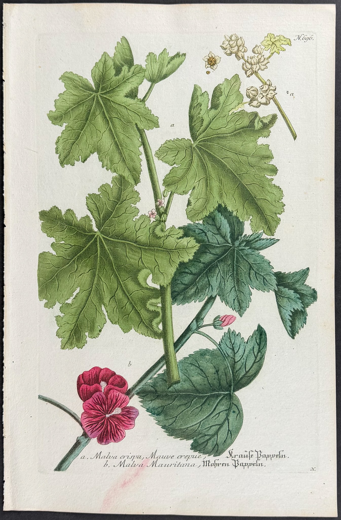 Weinmann - 11 Botanical Engravings - 9