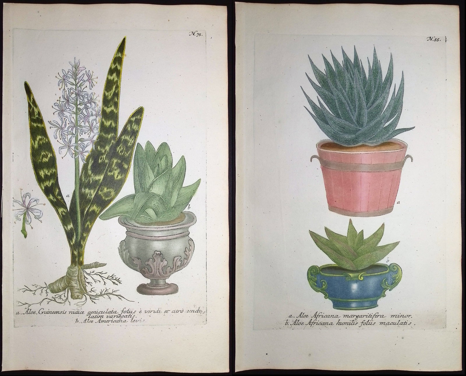 Weinmann - 4 Aloe Engravings: This beautiful botanical mezzotint is from Johann Weinmann's "Duidelyke Vertoning, Eeniger Duizend in alle vier waerelds deelen wassende Bomen, Stammen, Kruiden, Bloemen, Vrugten, en Uitwassen,
