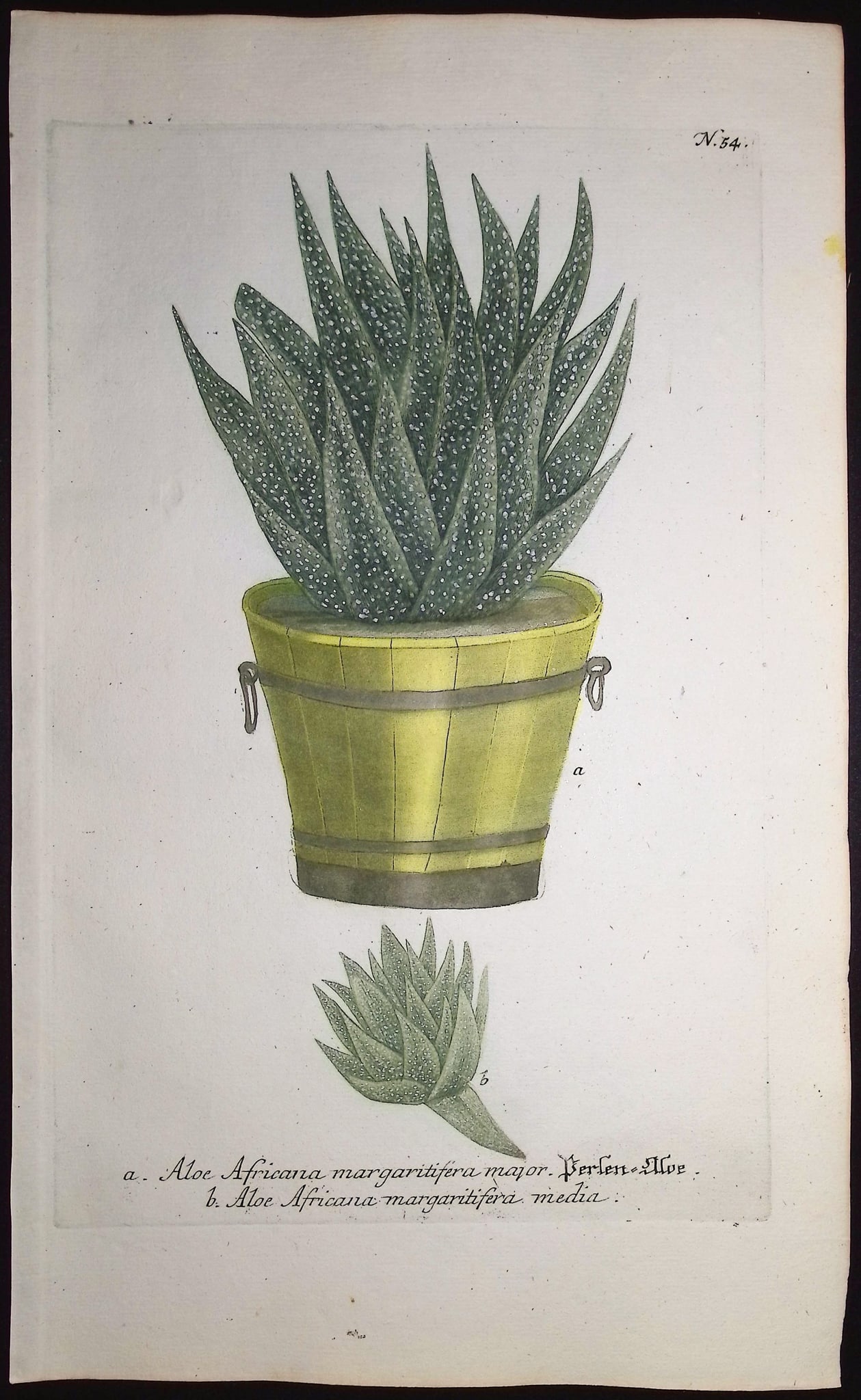 Weinmann - 4 Aloe Engravings - 2