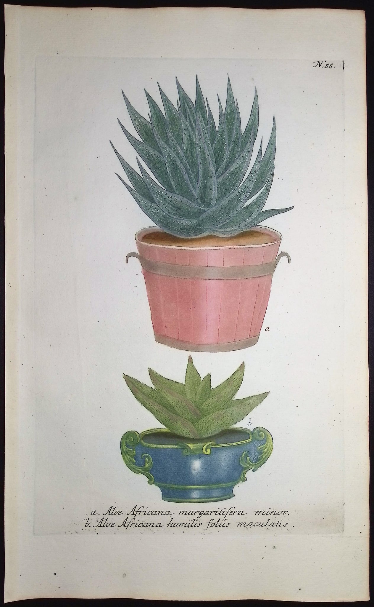 Weinmann - 4 Aloe Engravings - 3