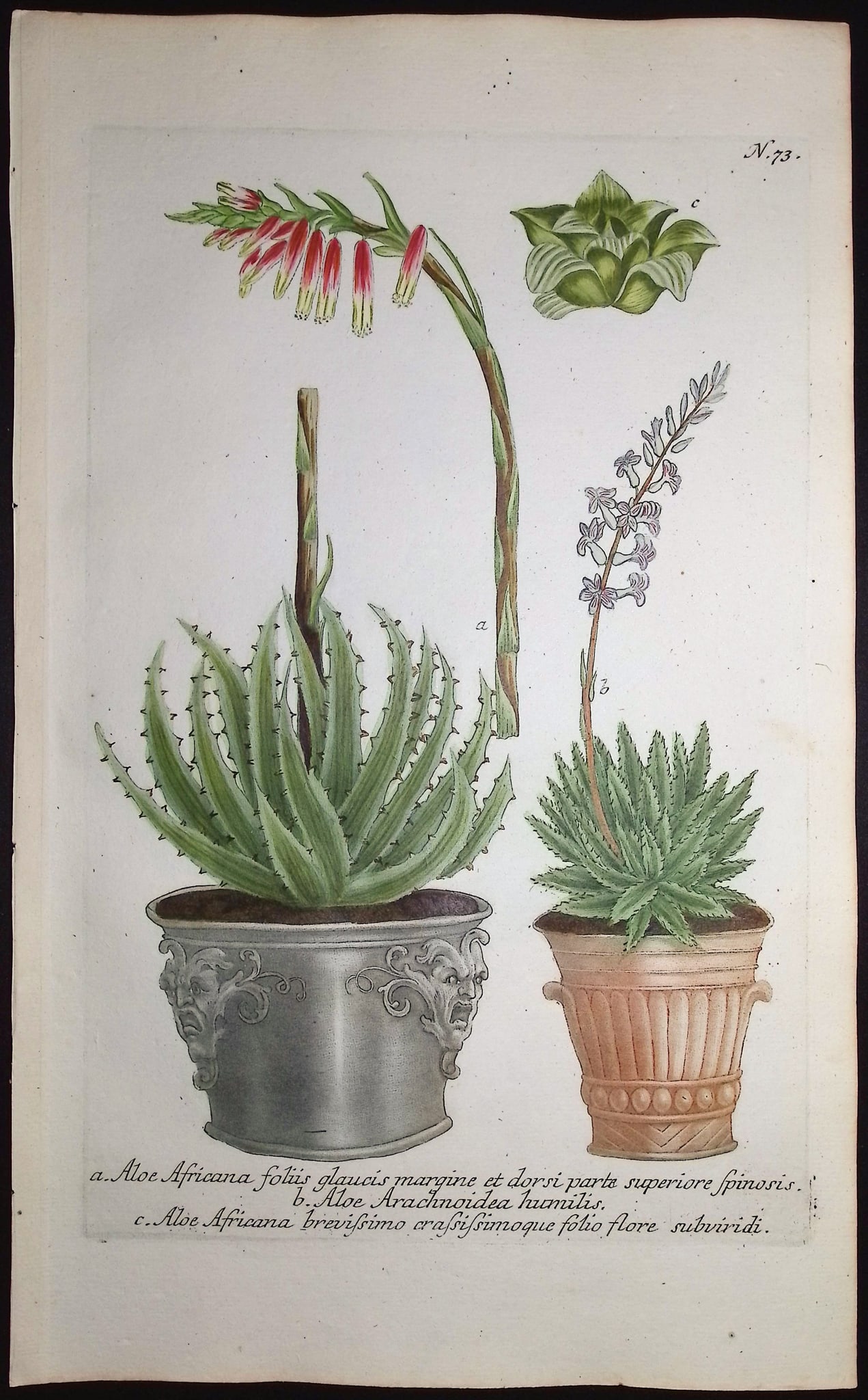 Weinmann - 4 Aloe Engravings - 4
