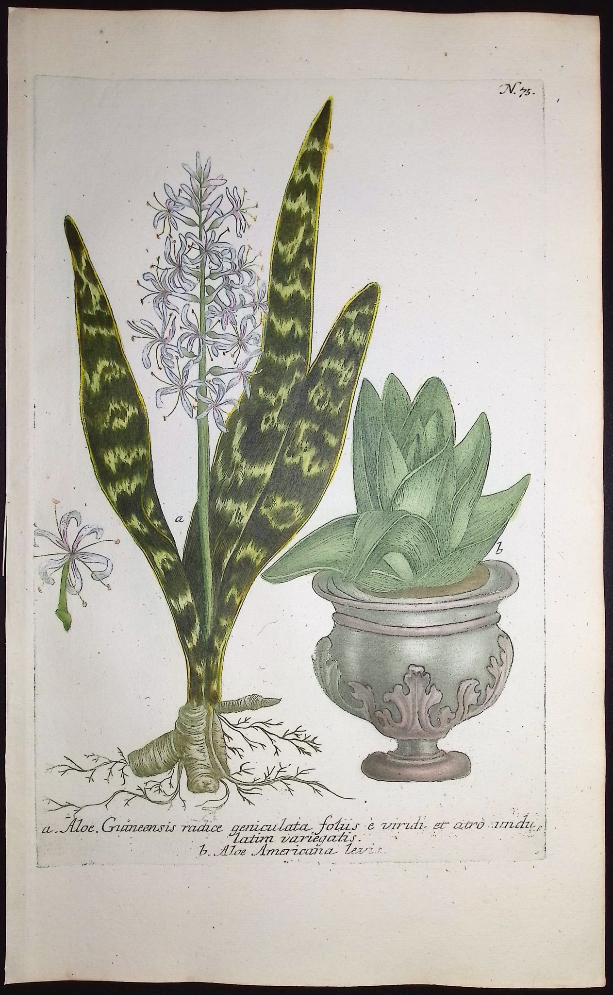 Weinmann - 4 Aloe Engravings - 5