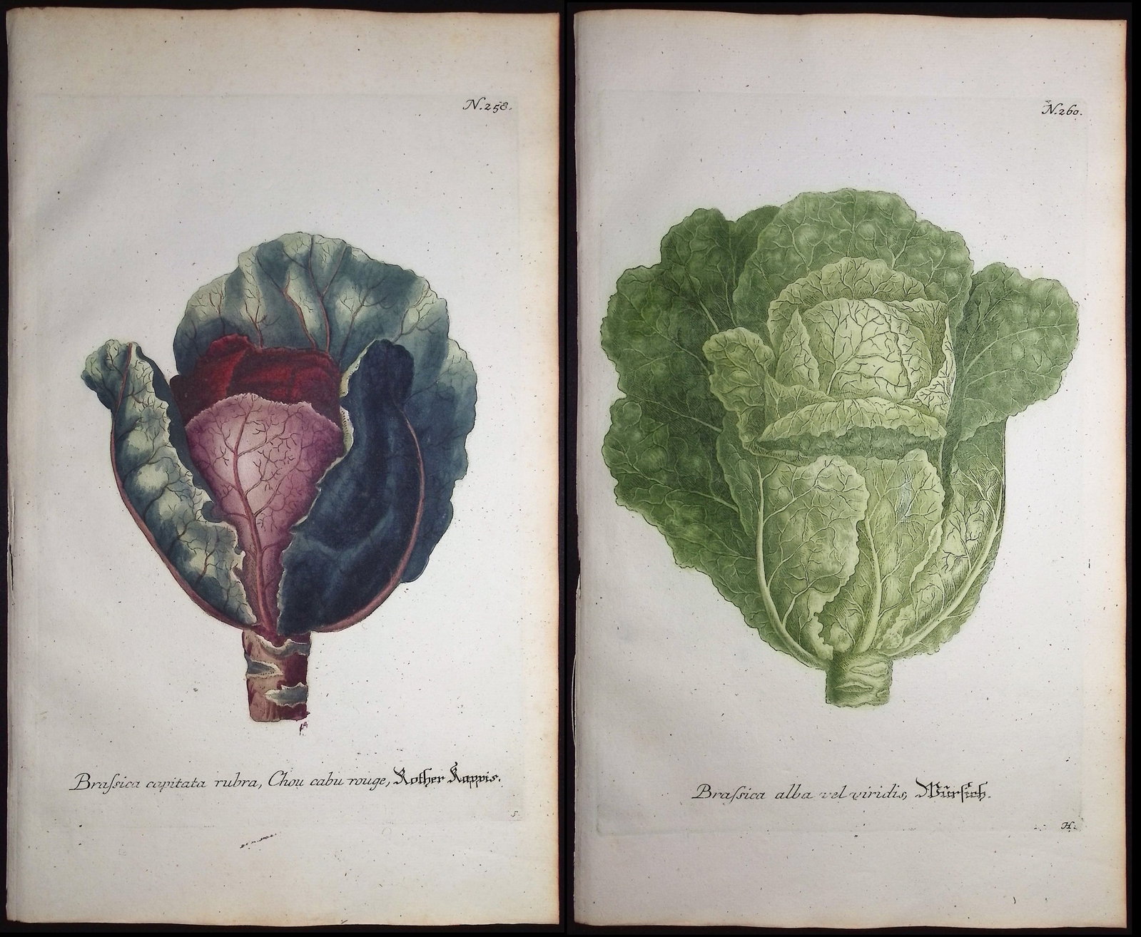 Weinmann - 5 Cabbage Engravings: This beautiful botanical mezzotint is from Johann Weinmann's "Duidelyke Vertoning, Eeniger Duizend in alle vier waerelds deelen wassende Bomen, Stammen, Kruiden, Bloemen, Vrugten, en Uitwassen, [Germa