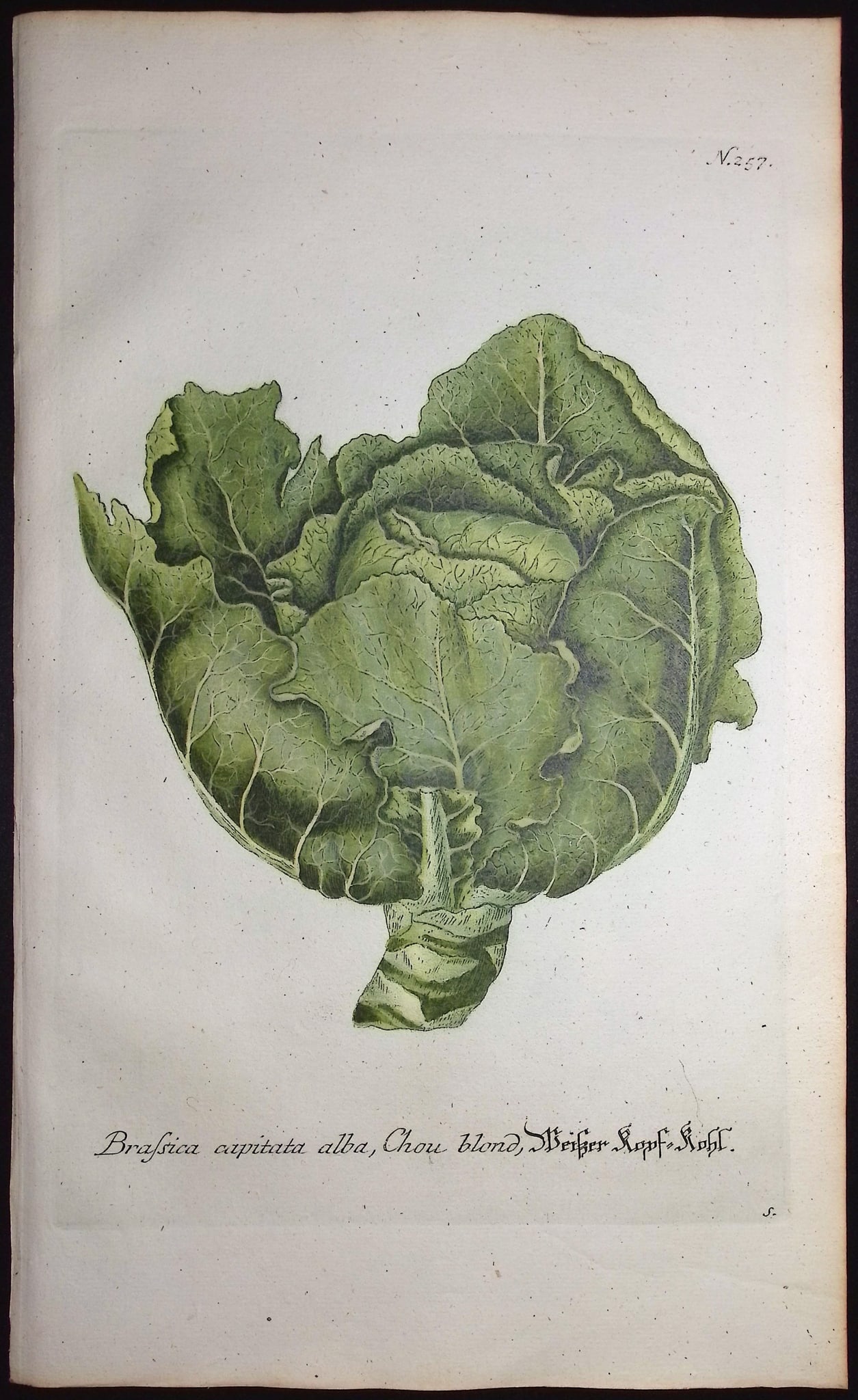 Weinmann - 5 Cabbage Engravings - 2