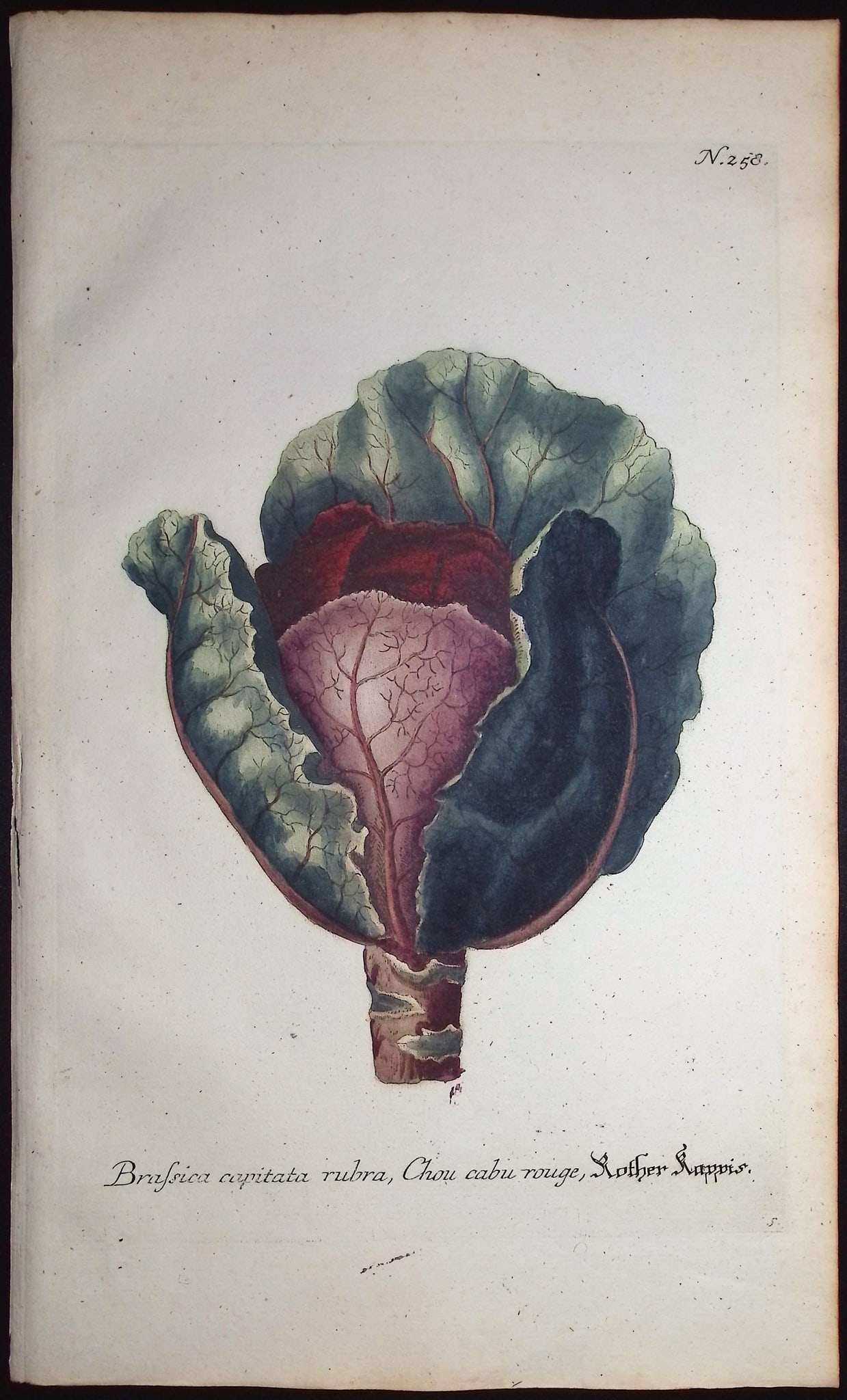 Weinmann - 5 Cabbage Engravings - 3