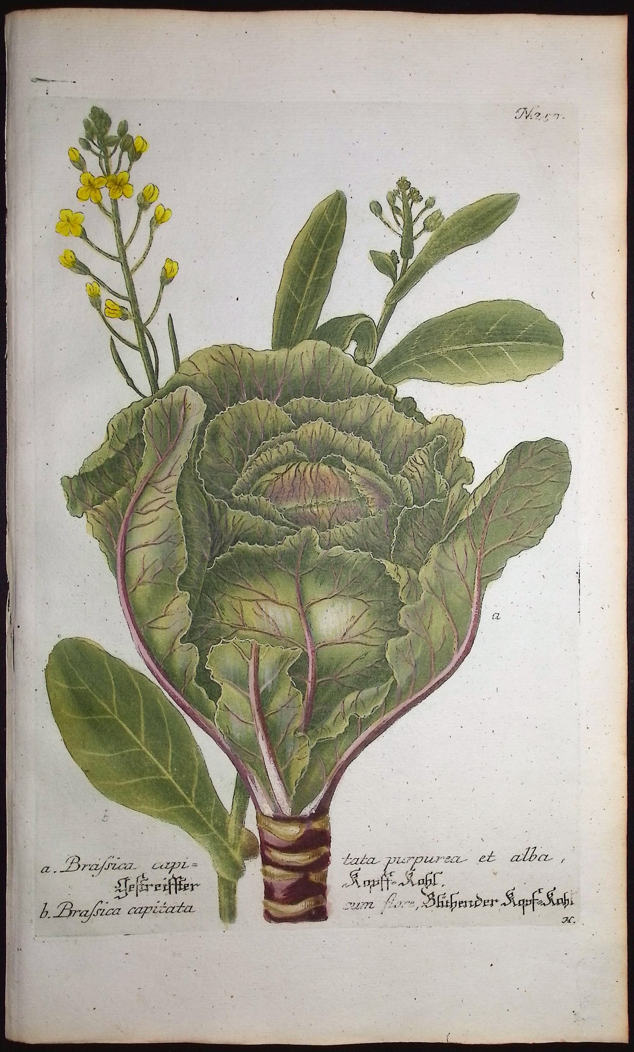 Weinmann - 5 Cabbage Engravings - 4