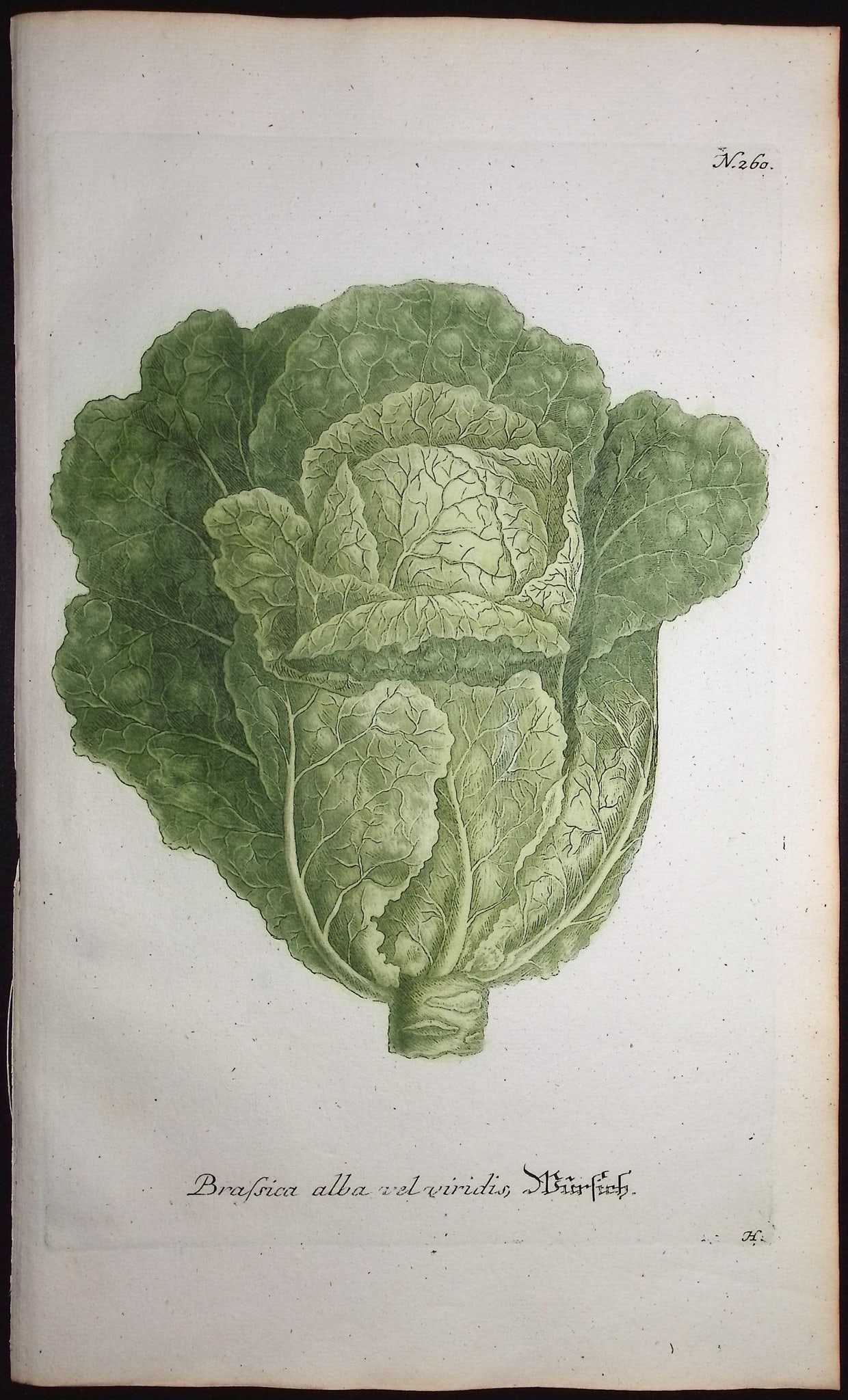Weinmann - 5 Cabbage Engravings - 5
