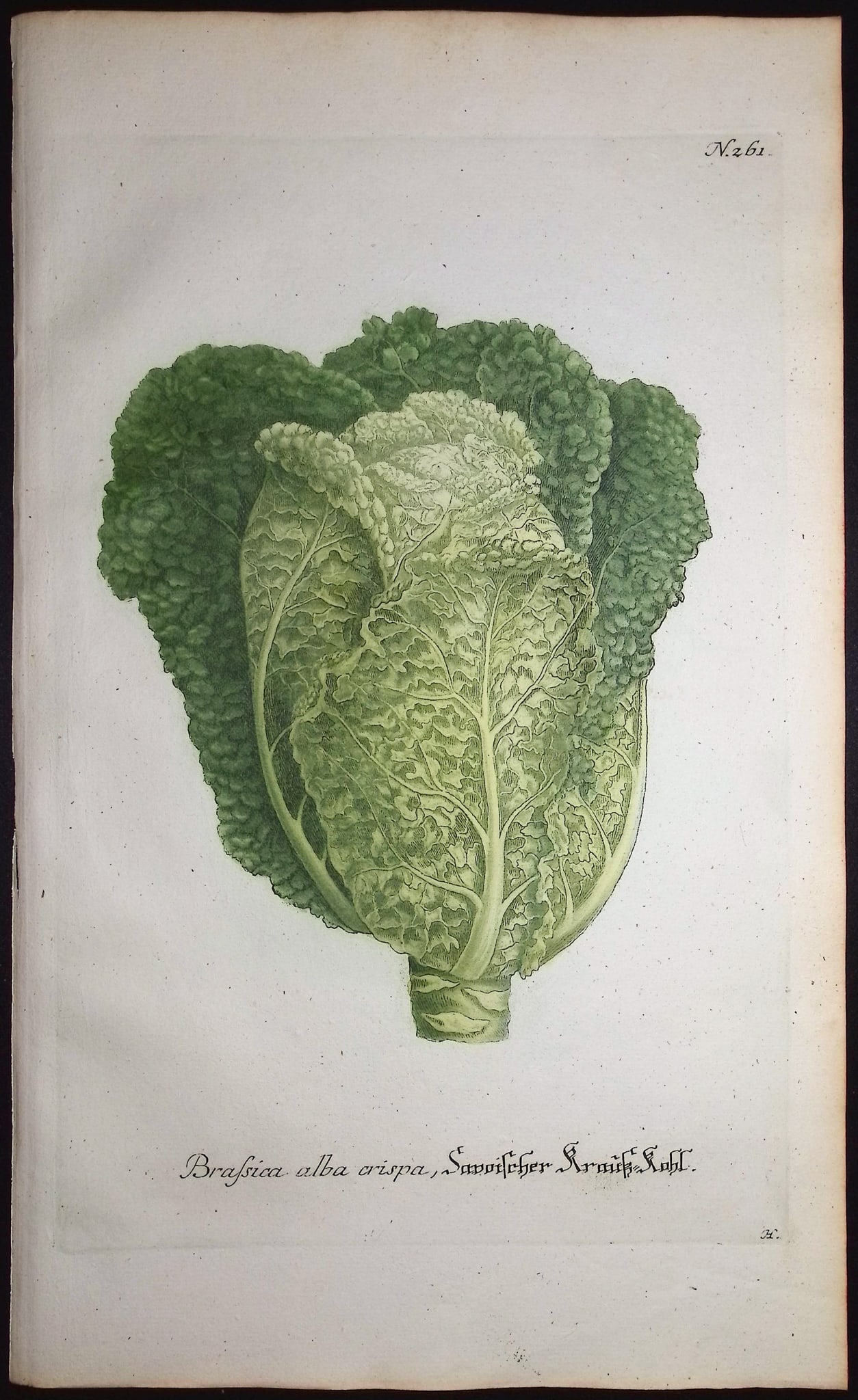 Weinmann - 5 Cabbage Engravings - 6