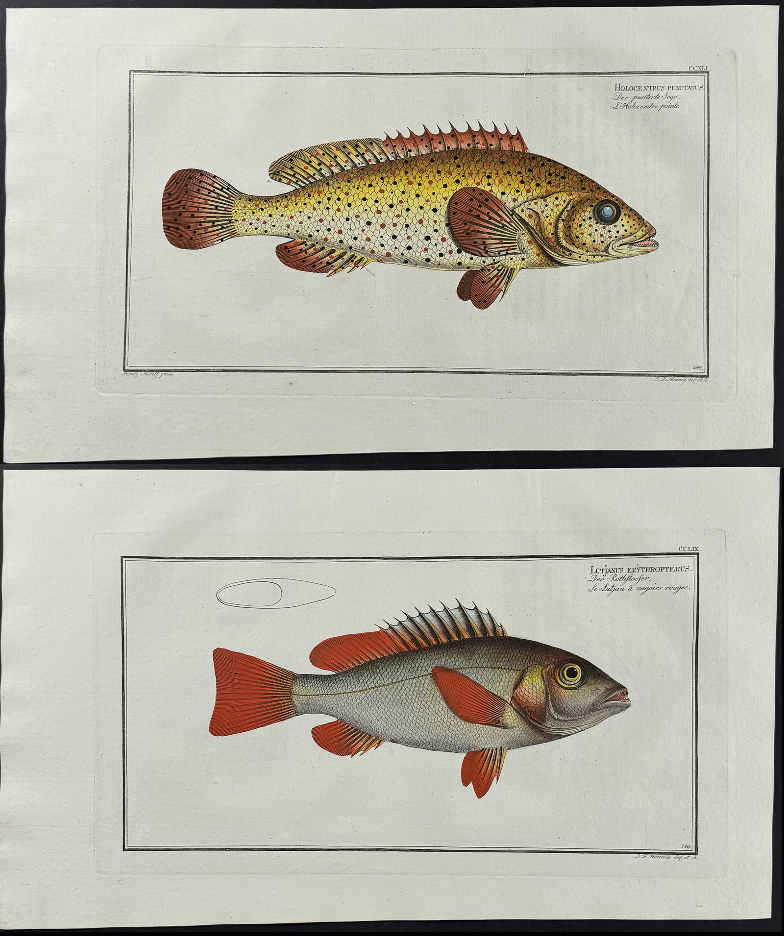 Bloch, Folio - 9 Fish Engravings: Holocentre, Lutian, Gold-Eye, Red-Fin, Sea-Boar: Included in this lot: Double Streaked Holocentre. 240 Punctualated Holocentre. 241 Holocentre of Surinam. 243 Spurred Holocentre. 244 Lutian. 245 Gold-Eye. 248 Red-Fin. 249 Lutian of Link. 252