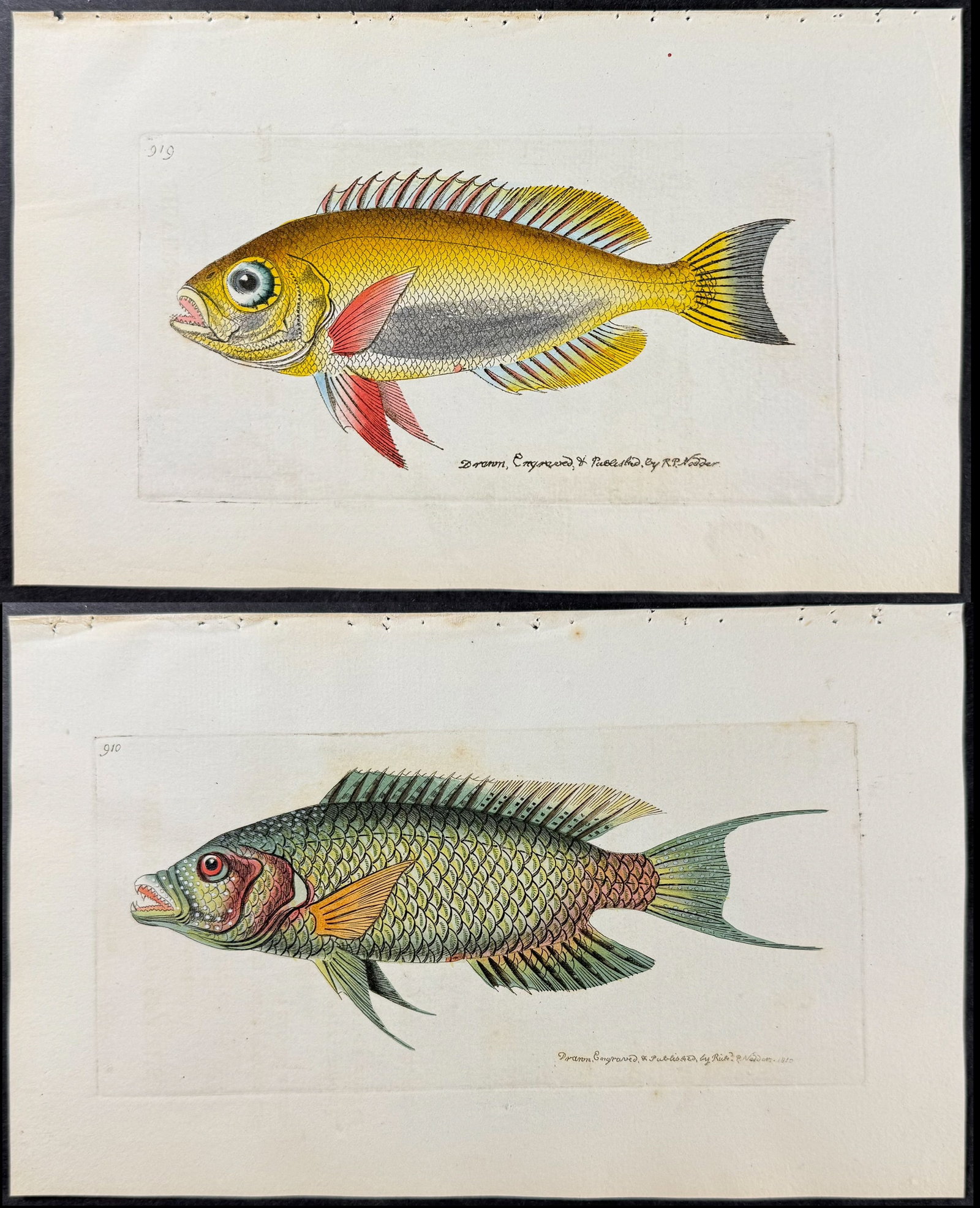 Shaw & Nodder - 6 Fish Engravings: Included in this lot: Lineated Gurnard. 894 Silver-eyed Sparus. 919 Green-tailed Sparus. 910 Rhombic Salmon. 971 Zebra Mackrel. 935 Pine-leaved Gurnard. 954 Description of the work: The Naturalist's