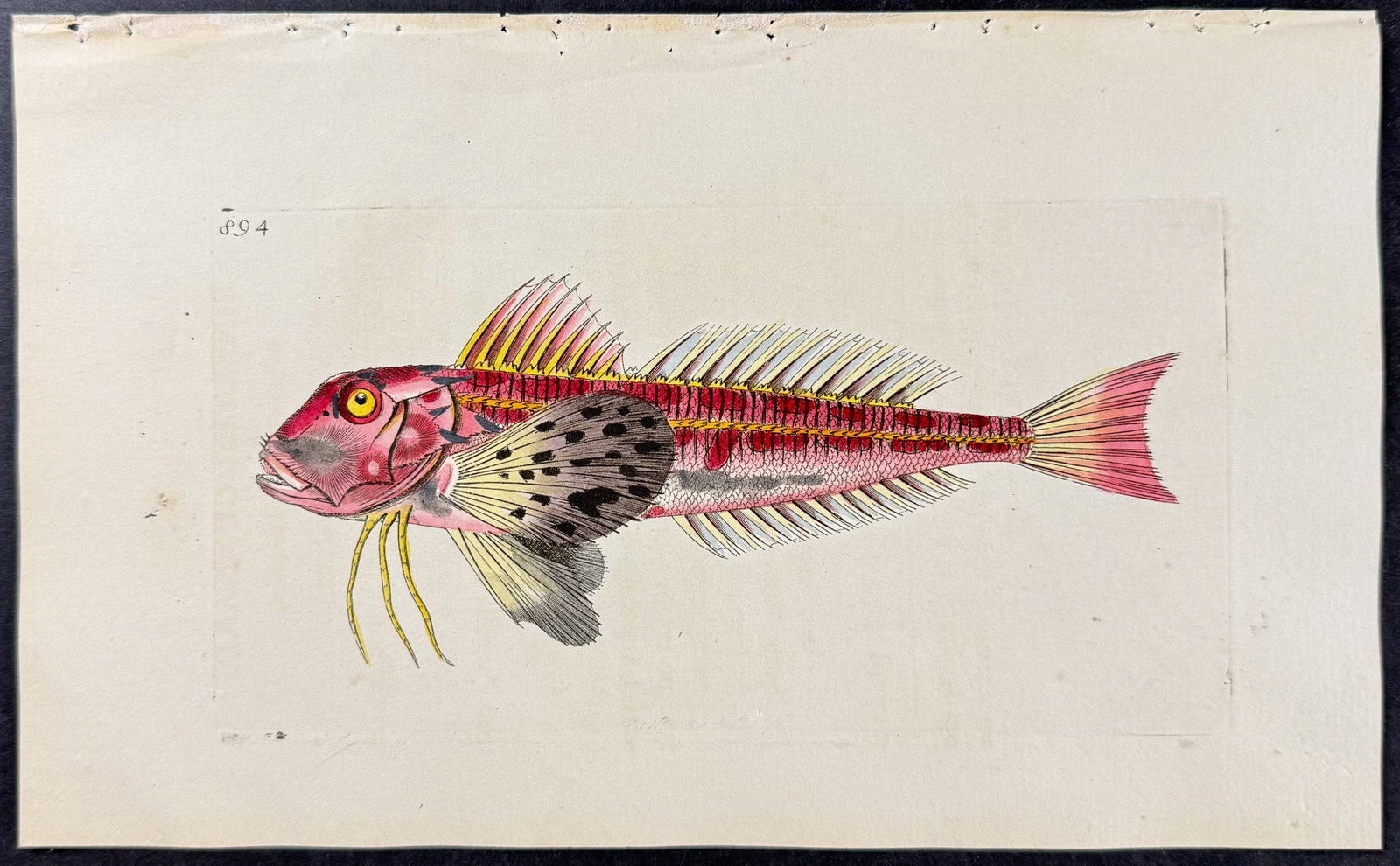 Shaw & Nodder - 6 Fish Engravings - 2