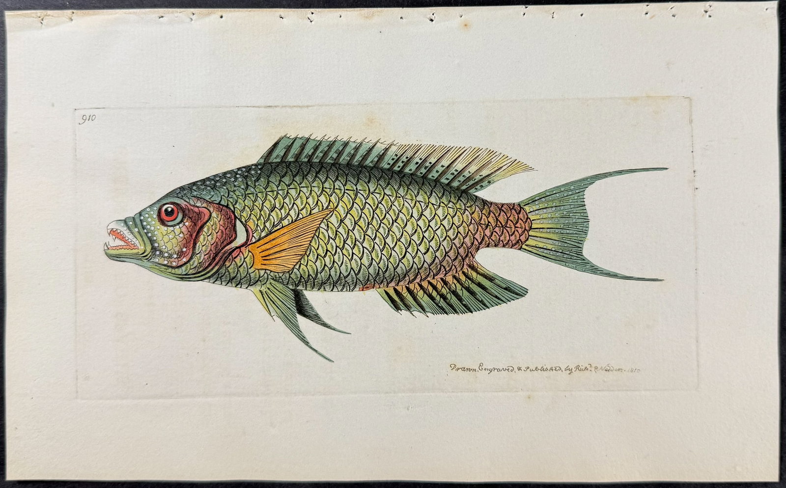 Shaw & Nodder - 6 Fish Engravings - 3