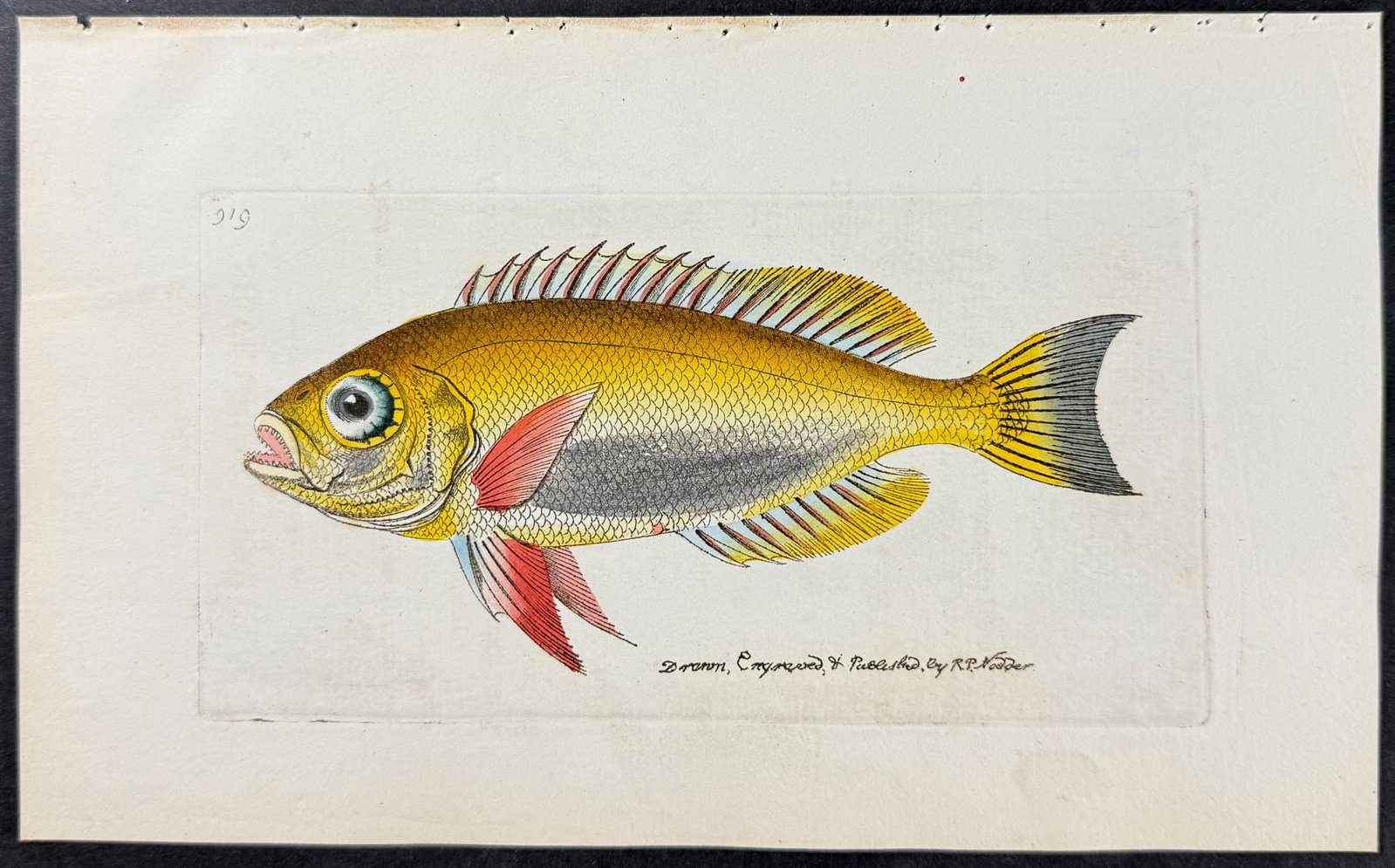 Shaw & Nodder - 6 Fish Engravings - 4
