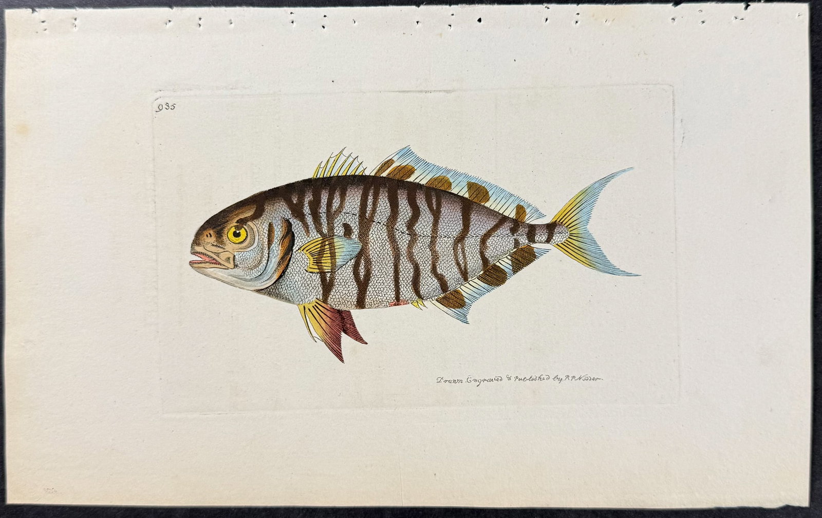 Shaw & Nodder - 6 Fish Engravings - 5