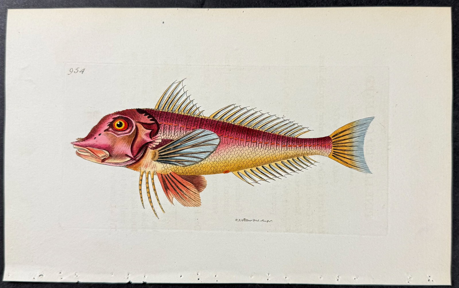 Shaw & Nodder - 6 Fish Engravings - 6
