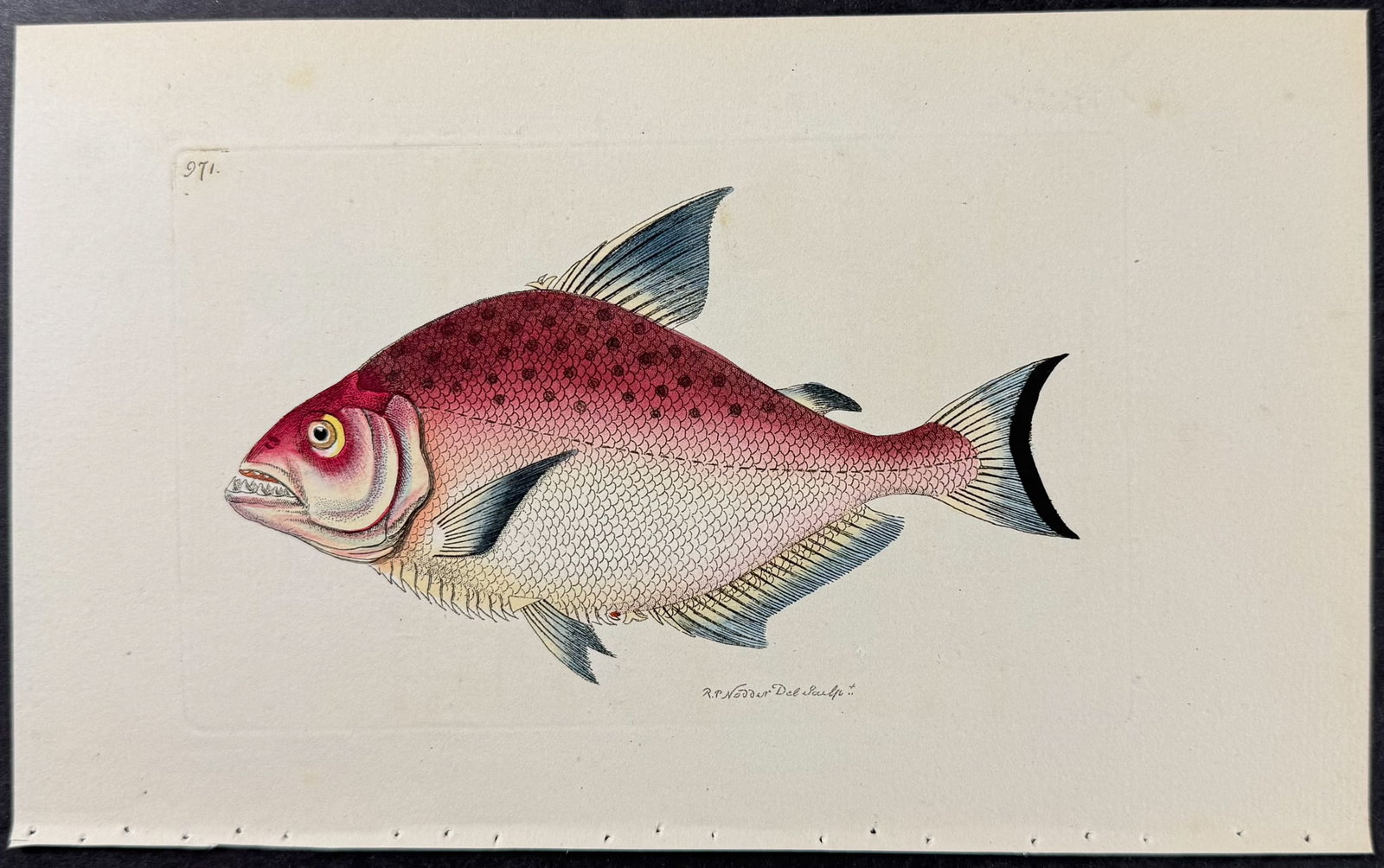 Shaw & Nodder - 6 Fish Engravings - 7