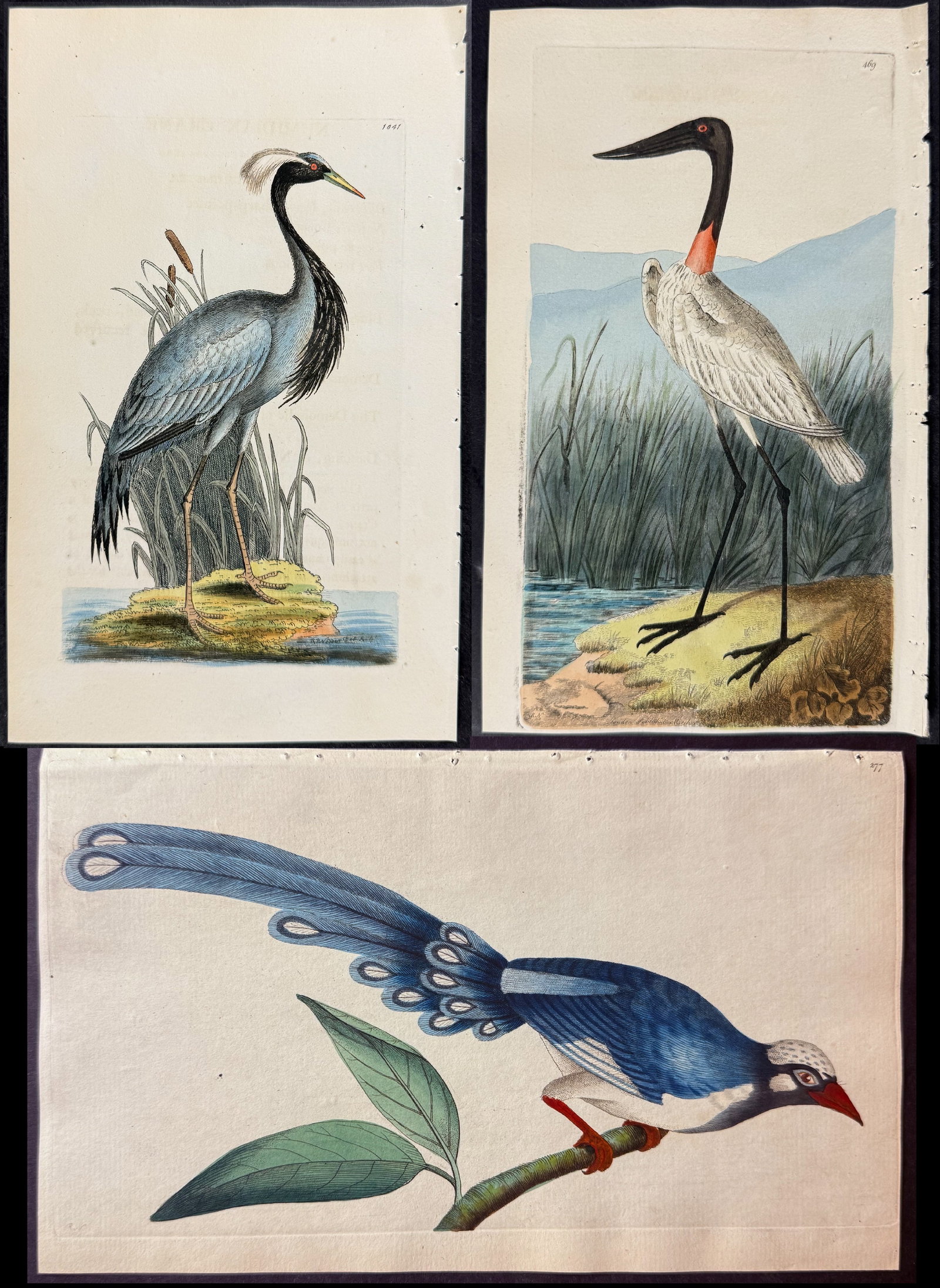 Shaw & Nodder - 6 Bird Engravings: Included in this lot: American Ostrich. 72 Great Hornbill or Rhinoceros Bird. 41 Numidian Crane. 1041 Chinese Cuckow. 277 American Jabiru. 469 Stripe-cheeked Hummingbird. 517 Description of the work: