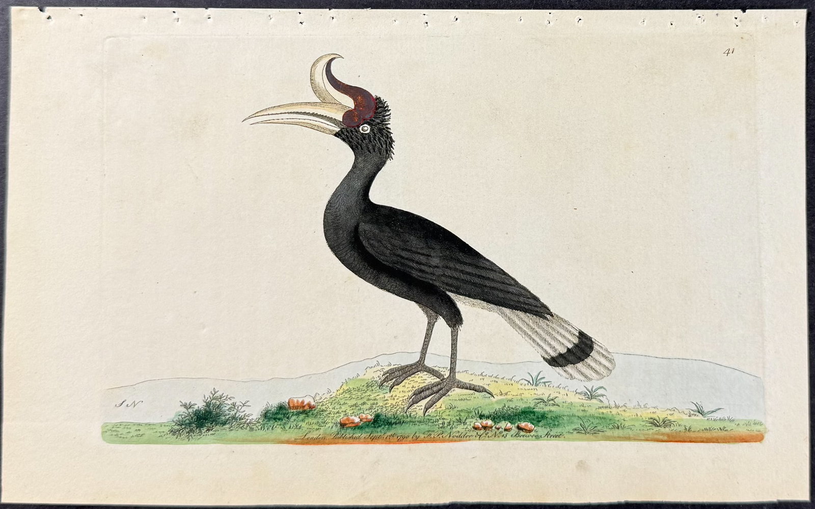 Shaw & Nodder - 6 Bird Engravings - 2
